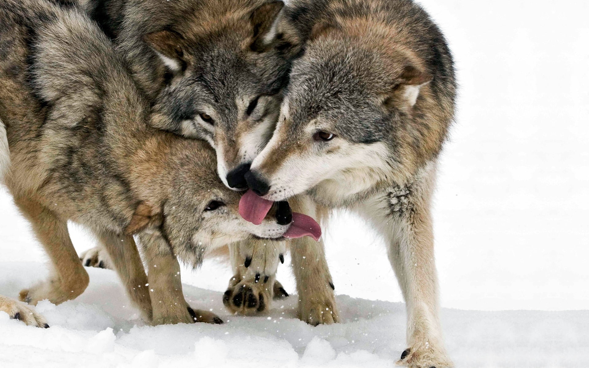 aggression, norway, snout, nature, no people, animals In The Wild, purebred Dog, animal Nose, vertebrate, ice, pack, gray Wolf, dog, two animals, arctic, HD Wallpaper