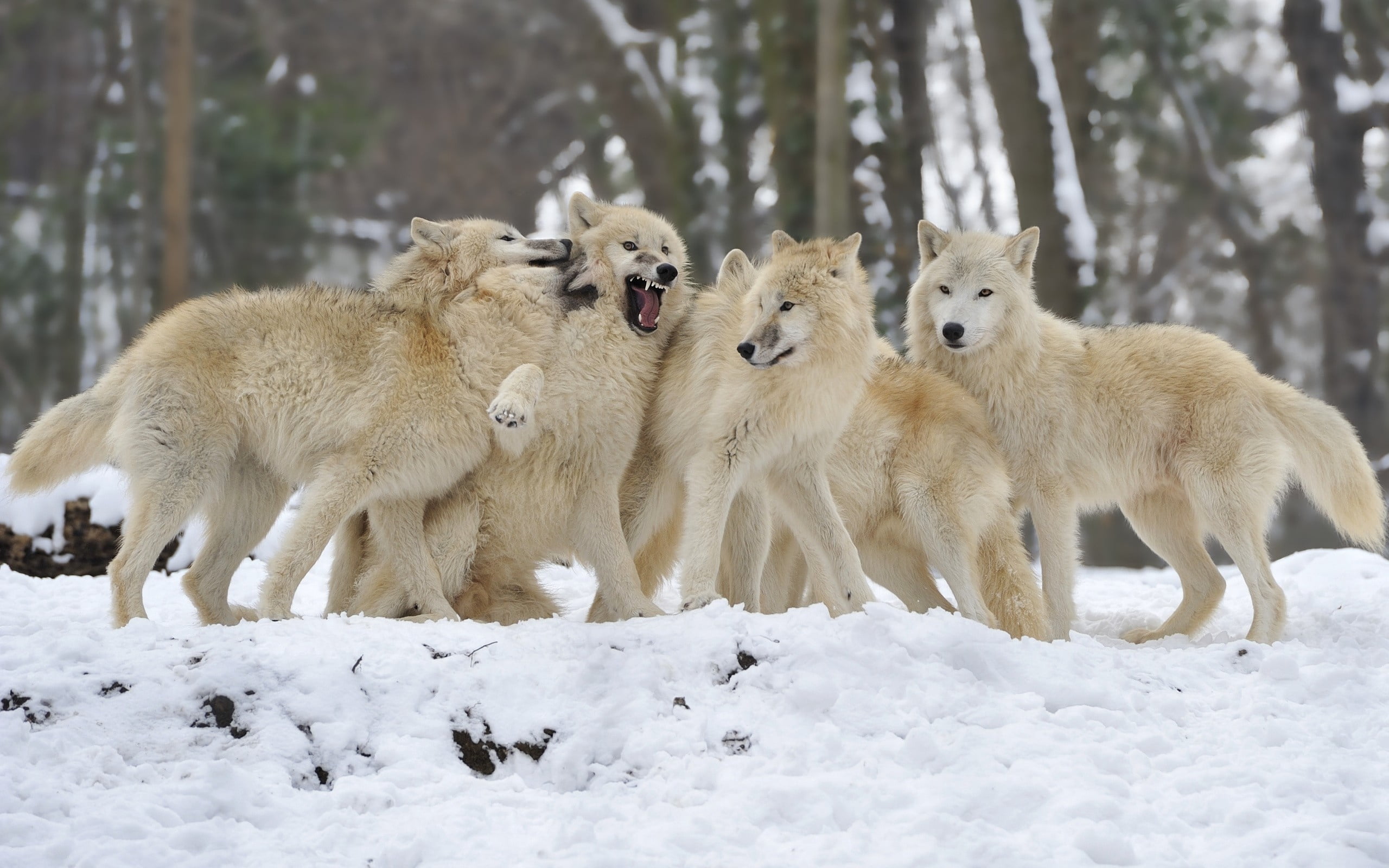 one Animal, forest, animal, nature, 2K, animals In The Wild, wolves, cute, wolf, mammal, winter, brown, outdoors, dog, arctic, cold - Temperature, wildlife, HD Wallpaper