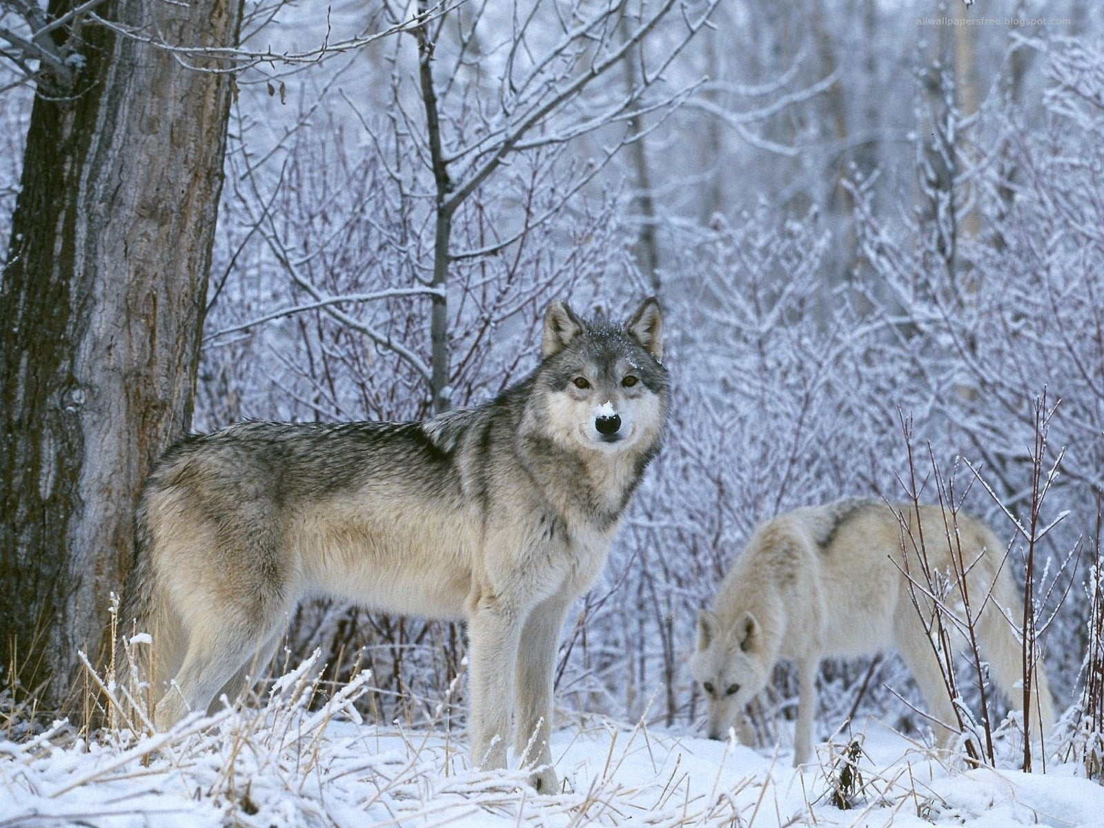 carnivore, snow, vertebrate, wolfhund, dog, scandinavia, animal Themes, irish Wolfhound, forest, watching, no people, purebred Dog, hunting, look, nature, HD Wallpaper