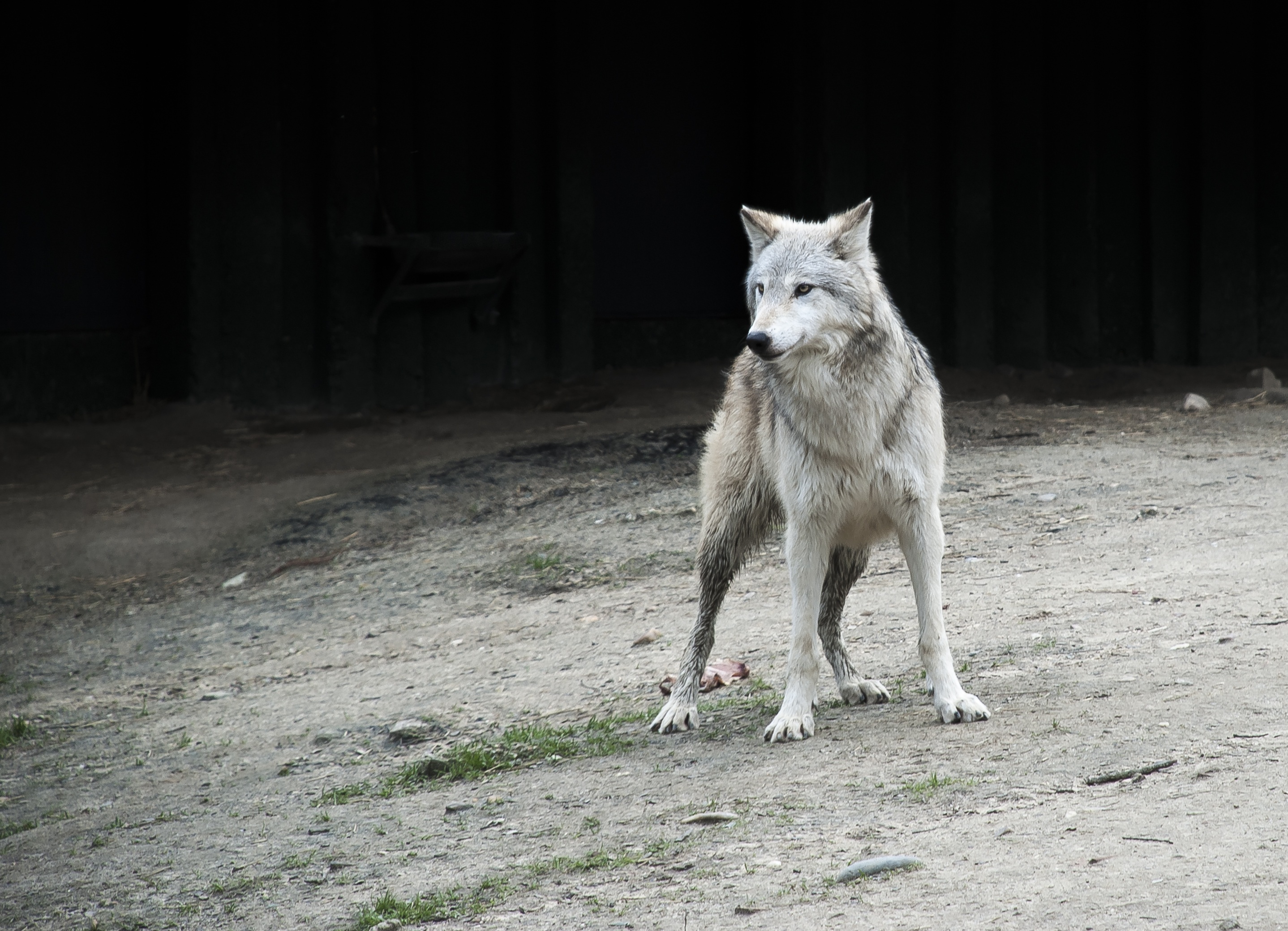 wild Dog, wolf, no people, pawed Mammal, canine, animal themes, outdoors, land, looking, standing, natural Land State, animals, white, vertebrate, one animal, HD Wallpaper