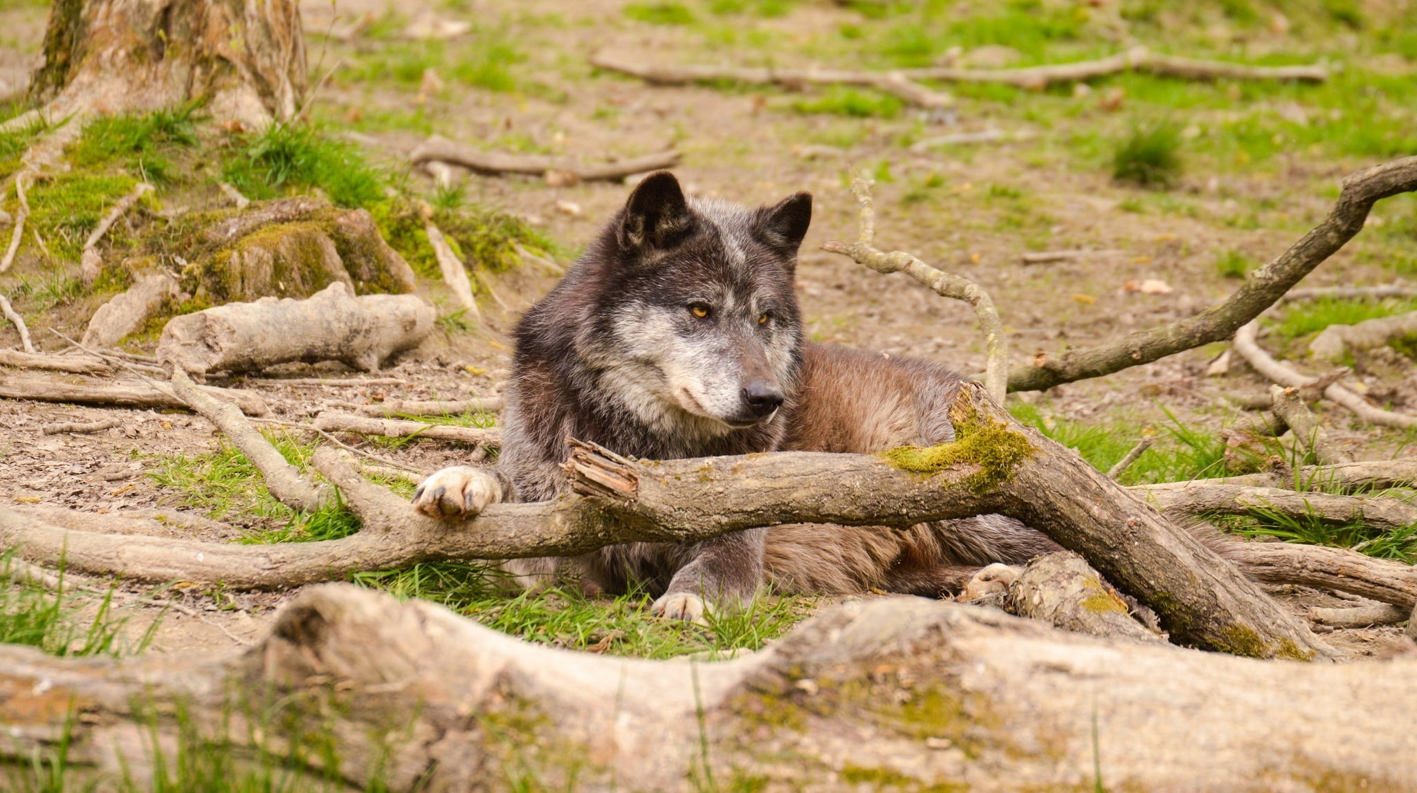 wolf, vertebrate, one Animal, wild Dog, fur, 1080P, looking at camera, danger, wilderness Area, looking, natural Beauty, animal, portrait, wood, dog, gray, HD Wallpaper