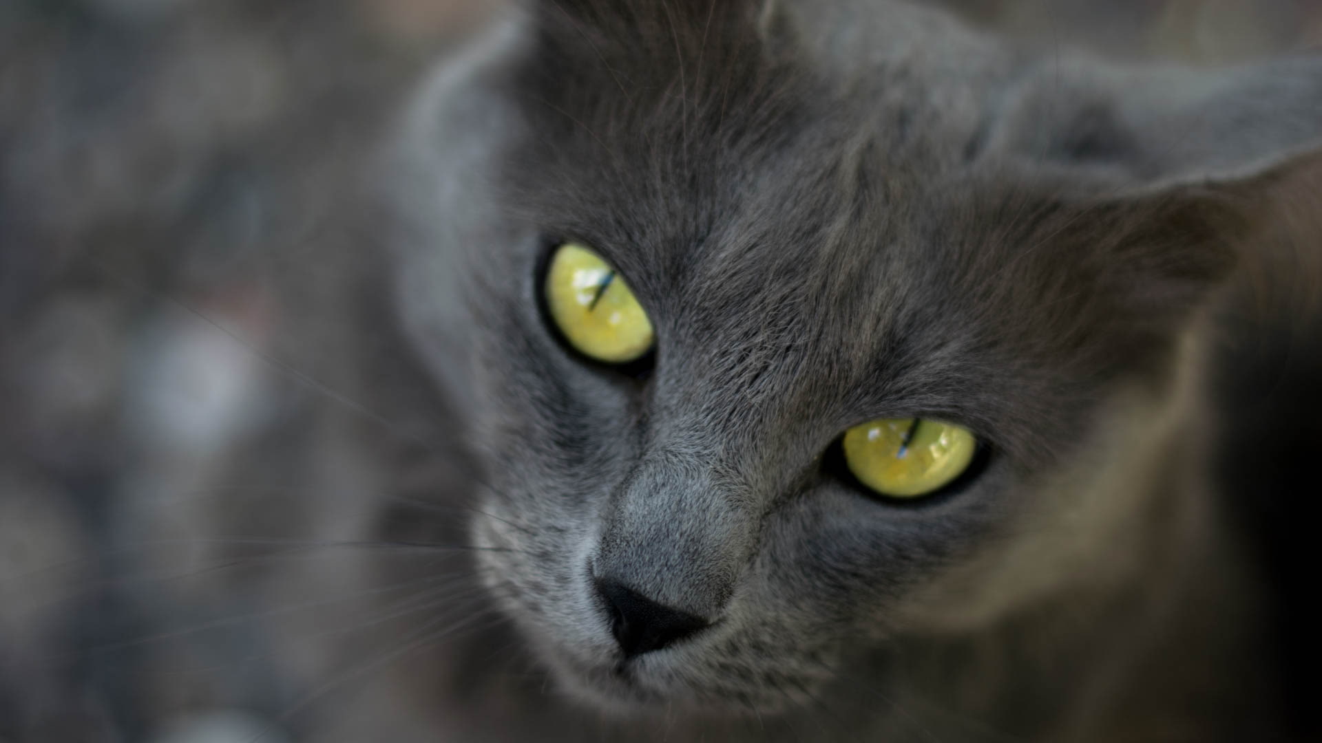 animal themes, art, pets, mammal, px, one animal, no people, eye, domestic animals, green eyes, hd, eyes, animal head, yellow eyes, animals, 1080P, looking at camera, HD Wallpaper