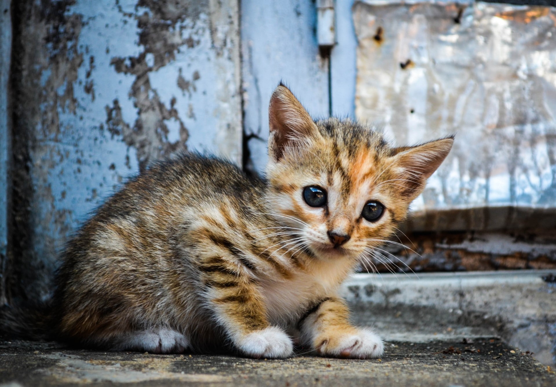 1920x1337 px, animals, art, hd, px, girls, cars, x, 1080P, cat, KITTENS, HD Wallpaper