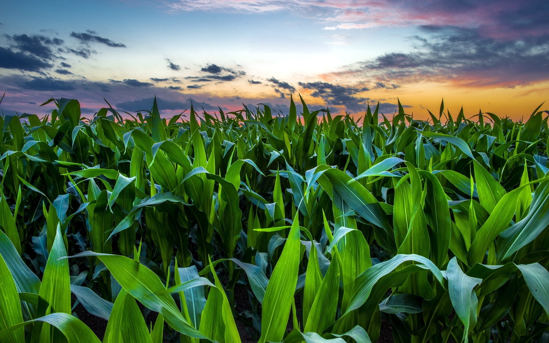 Corn, Clouds, Field, Sunset, 1080P, HD Wallpaper