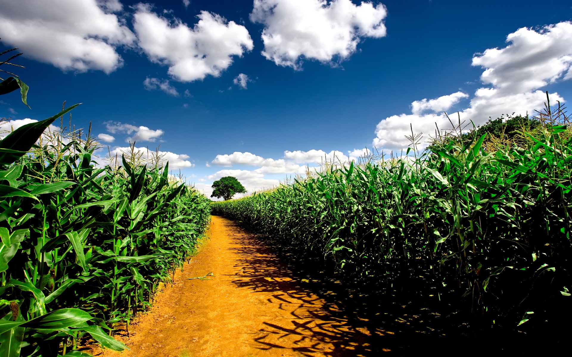 1080P, corn, field, clouds, nature, hd, HD Wallpaper