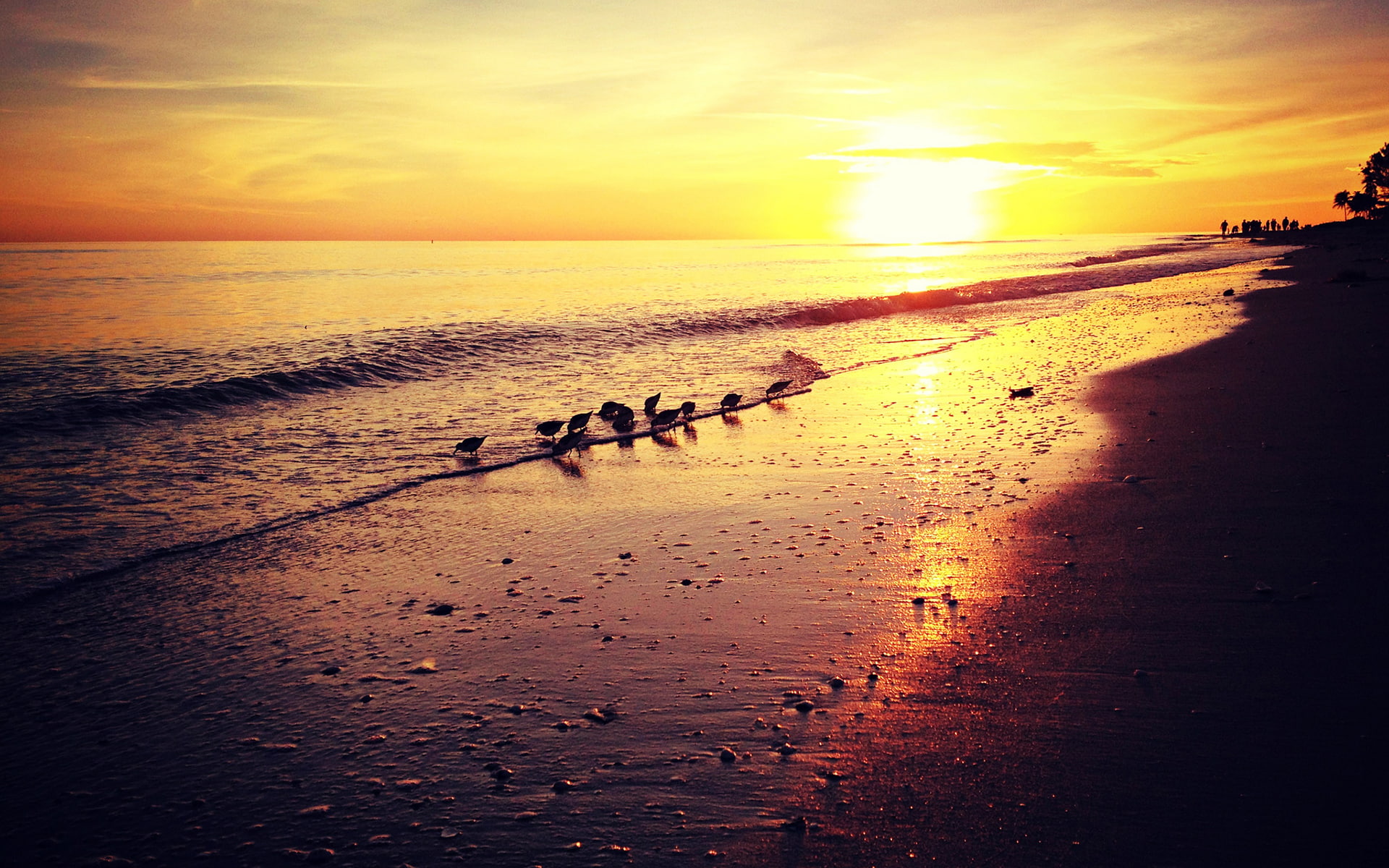 birds, 1080P, nature, side, hd, sunset, sea, ocean, beach, HD Wallpaper