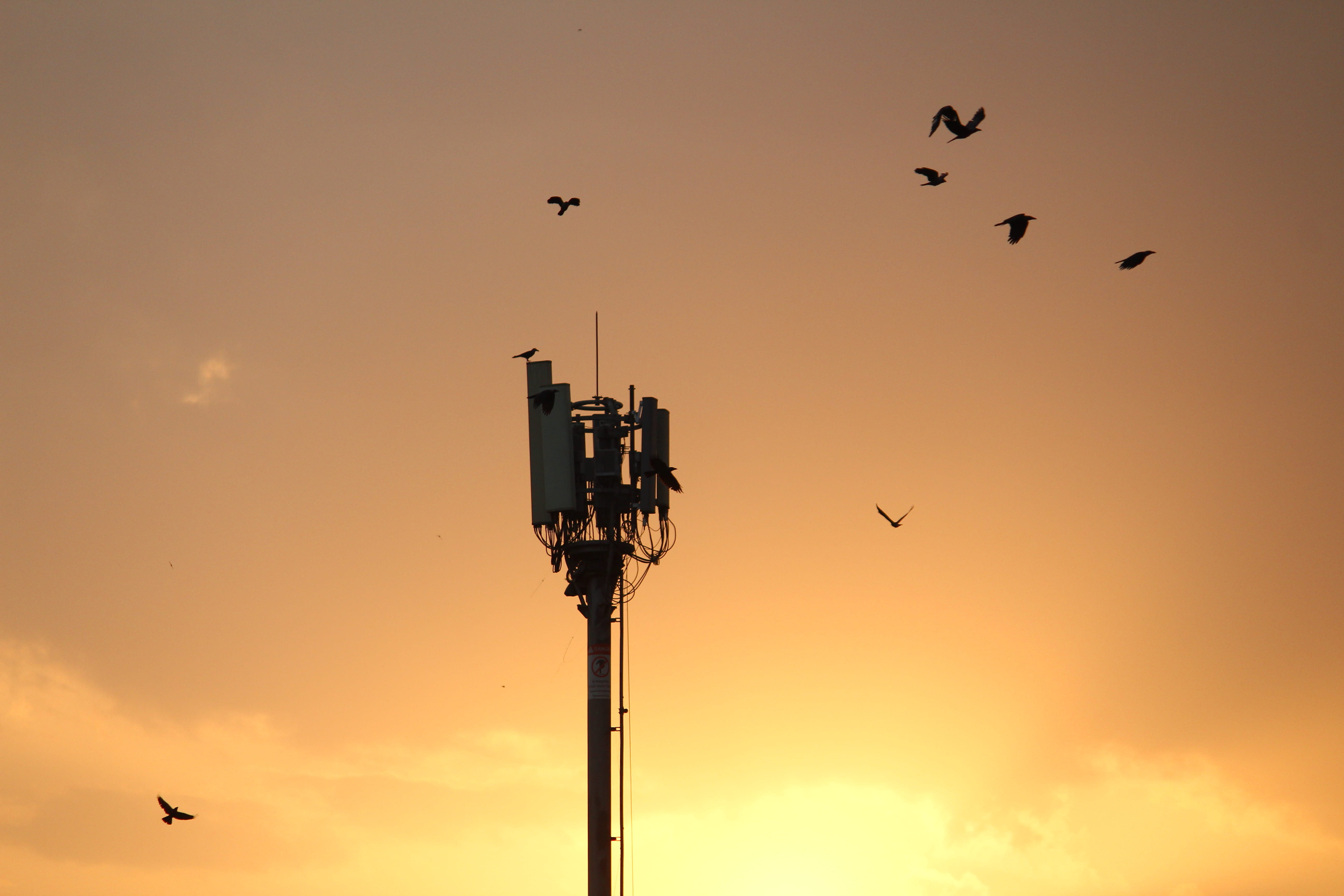 leisure activities, technology, electrical device, sunrise, antenna, animal themes, birds, sunset, animal wildlife, #wallpaper #sunset sunset #nature, HD Wallpaper