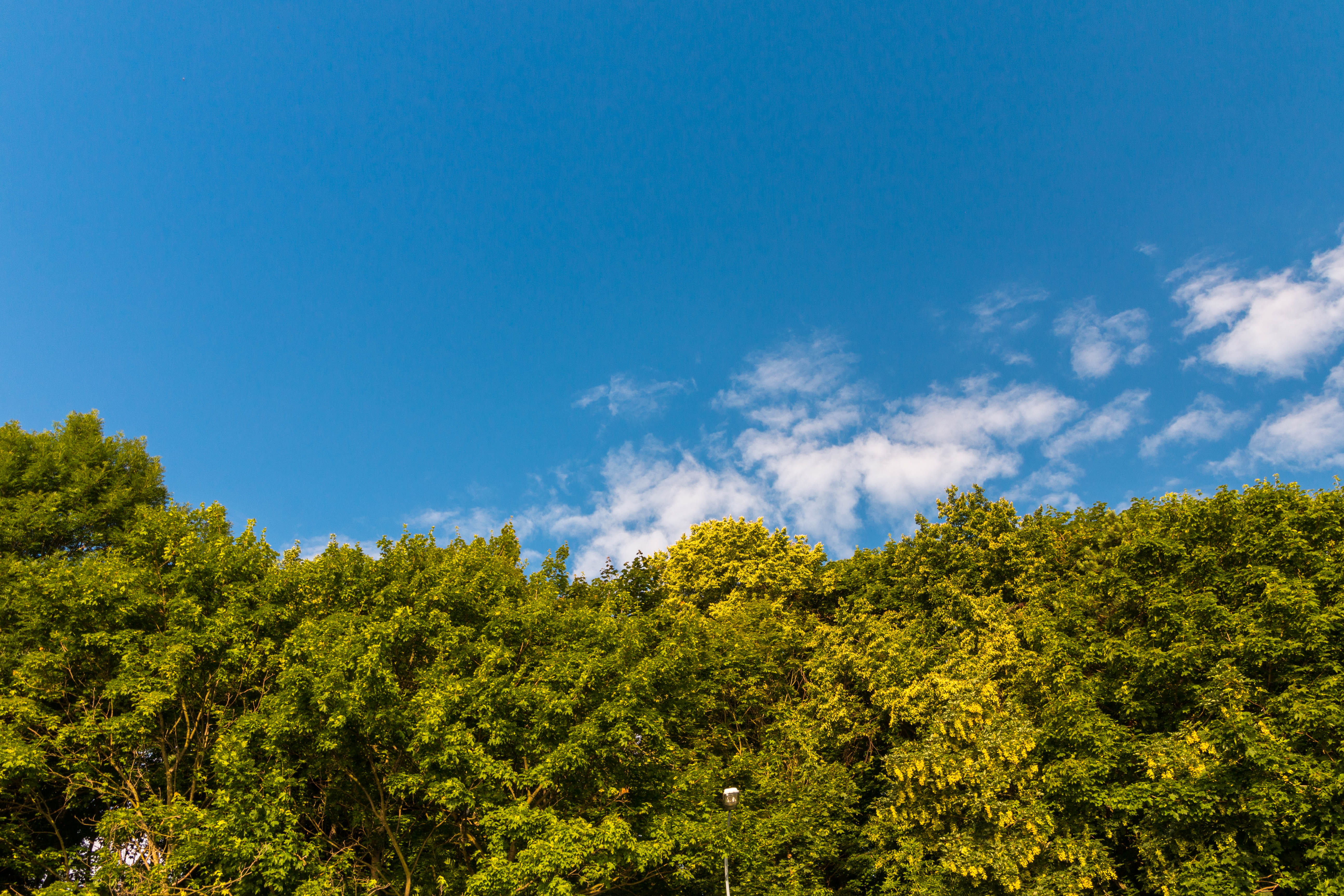 poland, non-urban scene, tranquility, blue, no people, change, green trees, sky, growth, blue sky, trees, plant, idyllic, background, outdoors, HD Wallpaper
