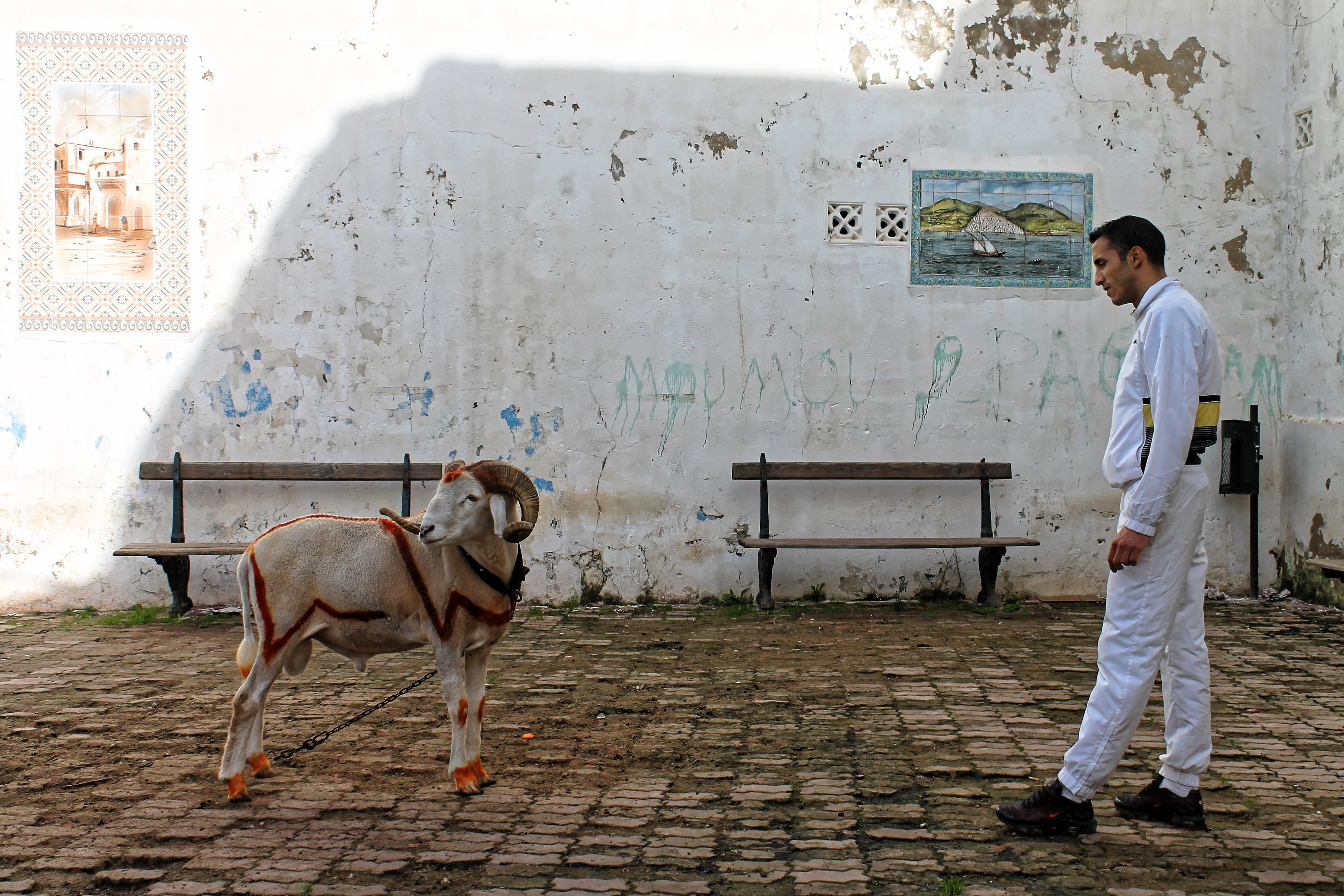 men, domestic animals, dog, alger, standing, occupation, livestock, real people, domestic, wool, north africa, young adult, side view, bock, clothing, full length, HD Wallpaper