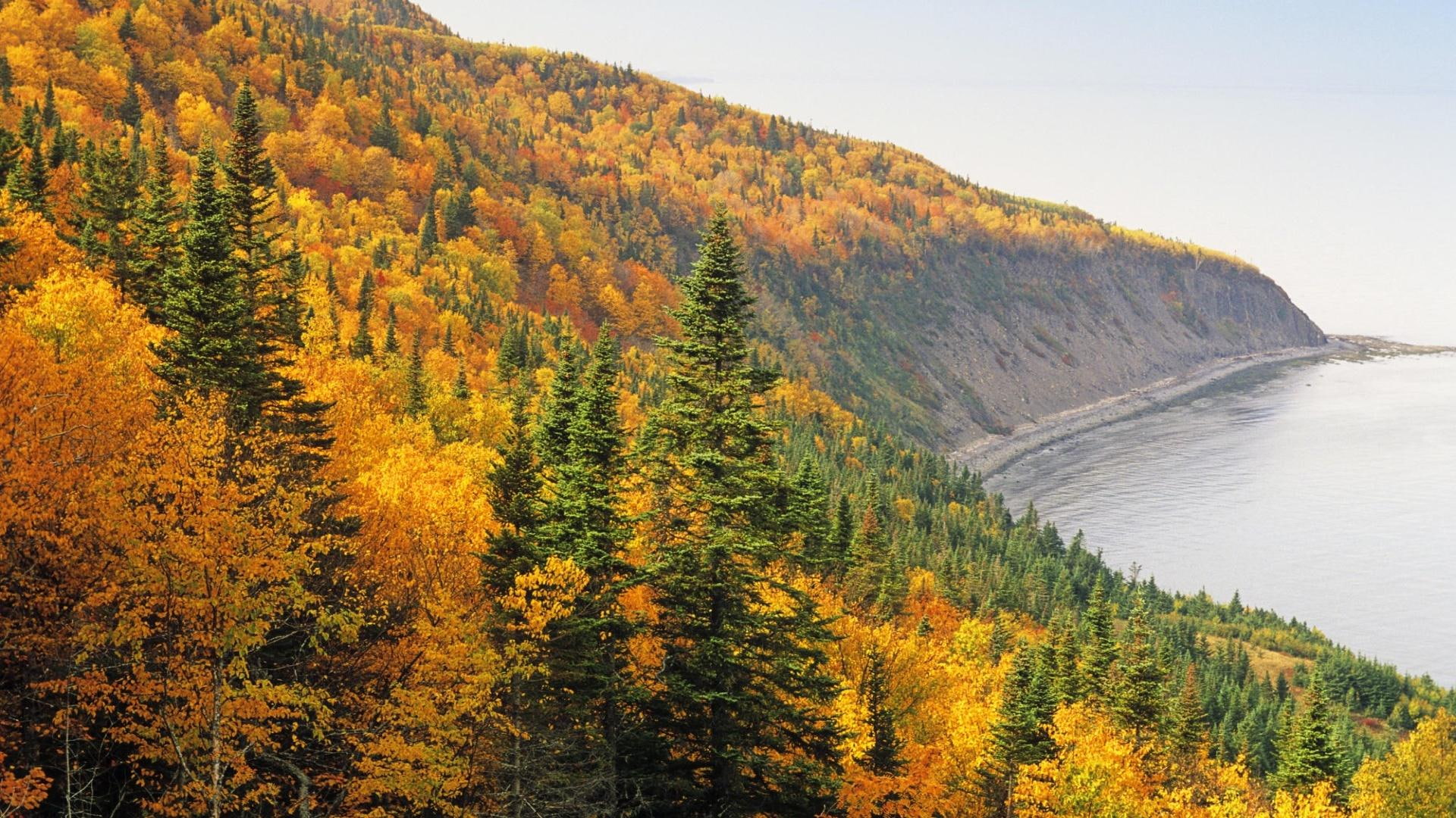 forest, autumn, 1080P, mist, lake, lakeshore, nature and landscapes, HD Wallpaper