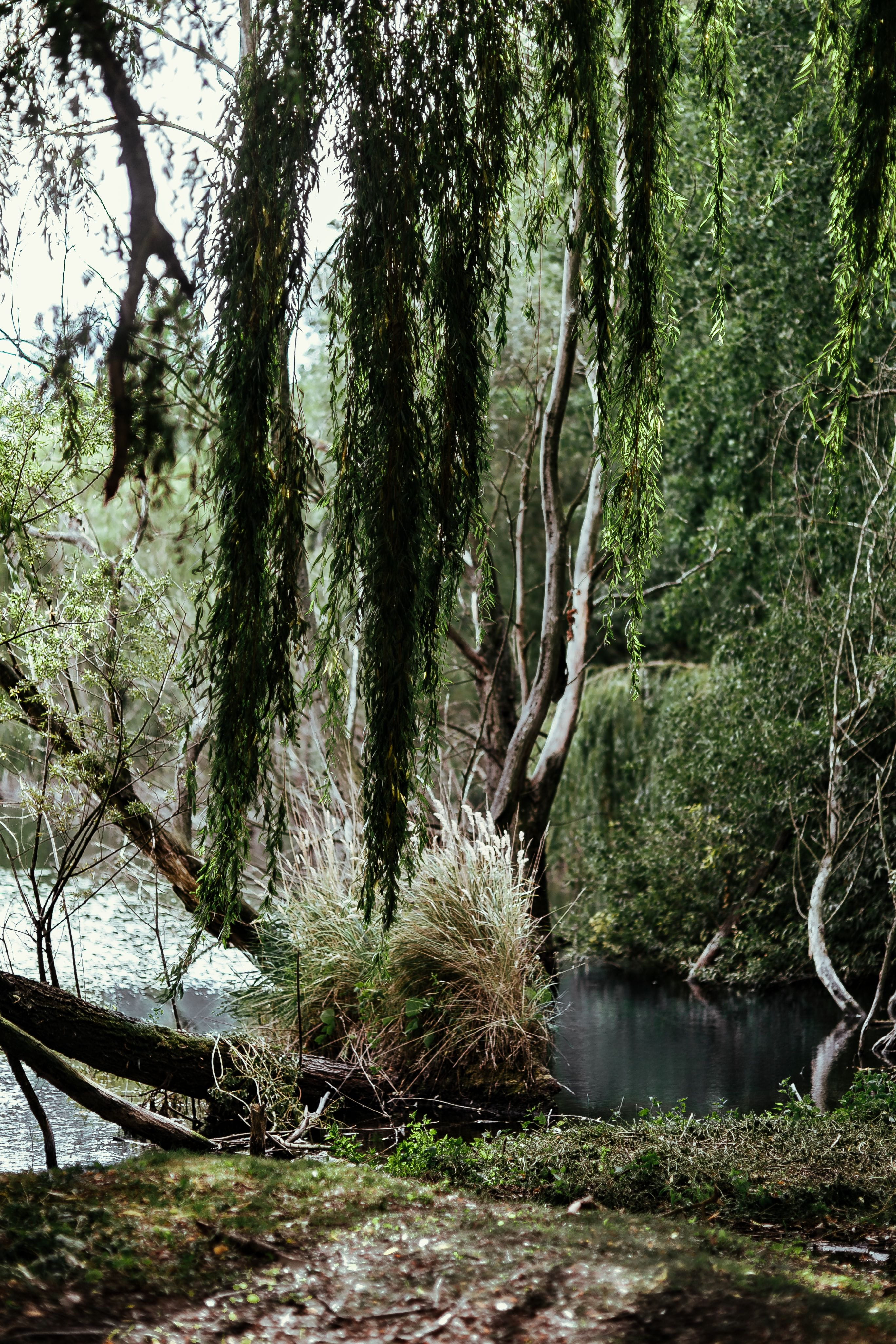 nature, green, tranquility, branch, tree, trunk, flowing water, tranquil scene, outoors, woodland, no people, river, water, lake, flowing, lakeshore, stream - flowing water, Phone HD Wallpaper