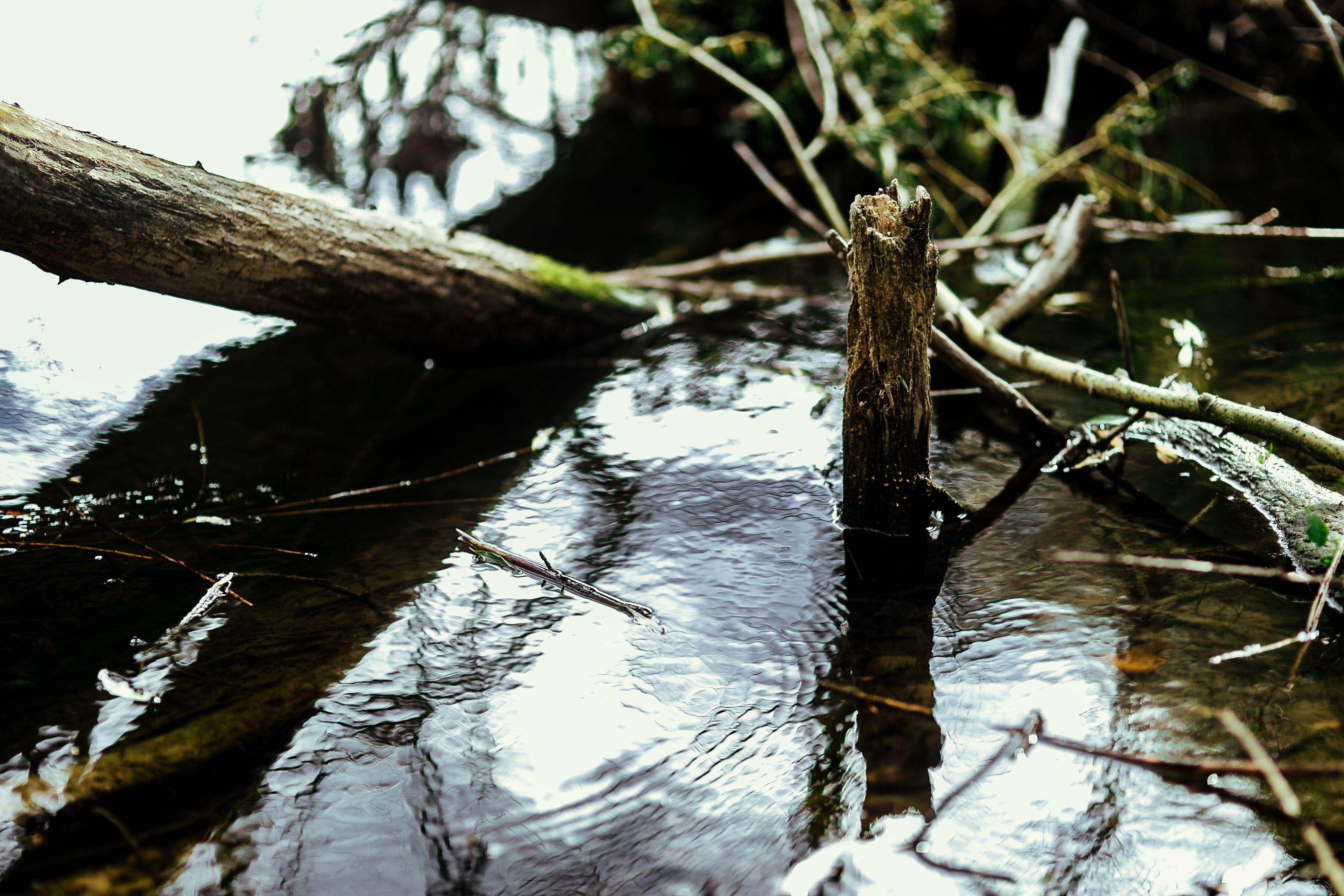outdoors, forest, 4K, branch, river, woods, spring, Poland, middle, outoors, no people, wood - material, Europe, growth, plant, trunk, winter, green, reflect, HD Wallpaper