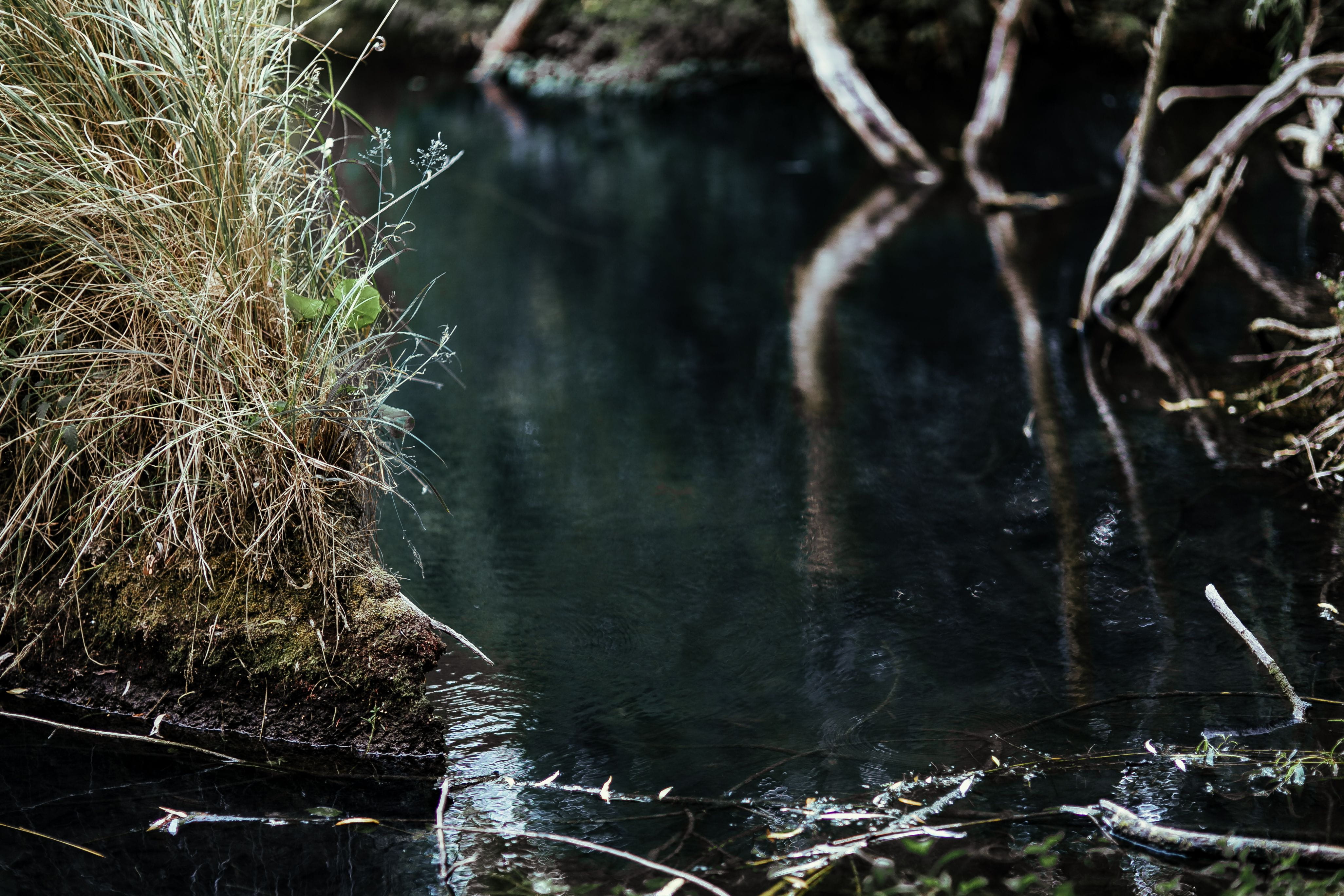 non-urban scene, no people, day, 4K, lakeshore, reflect, middle, forest, outdoors, river, tranquil scene, branch, flowing water, nature, land, water, green, HD Wallpaper