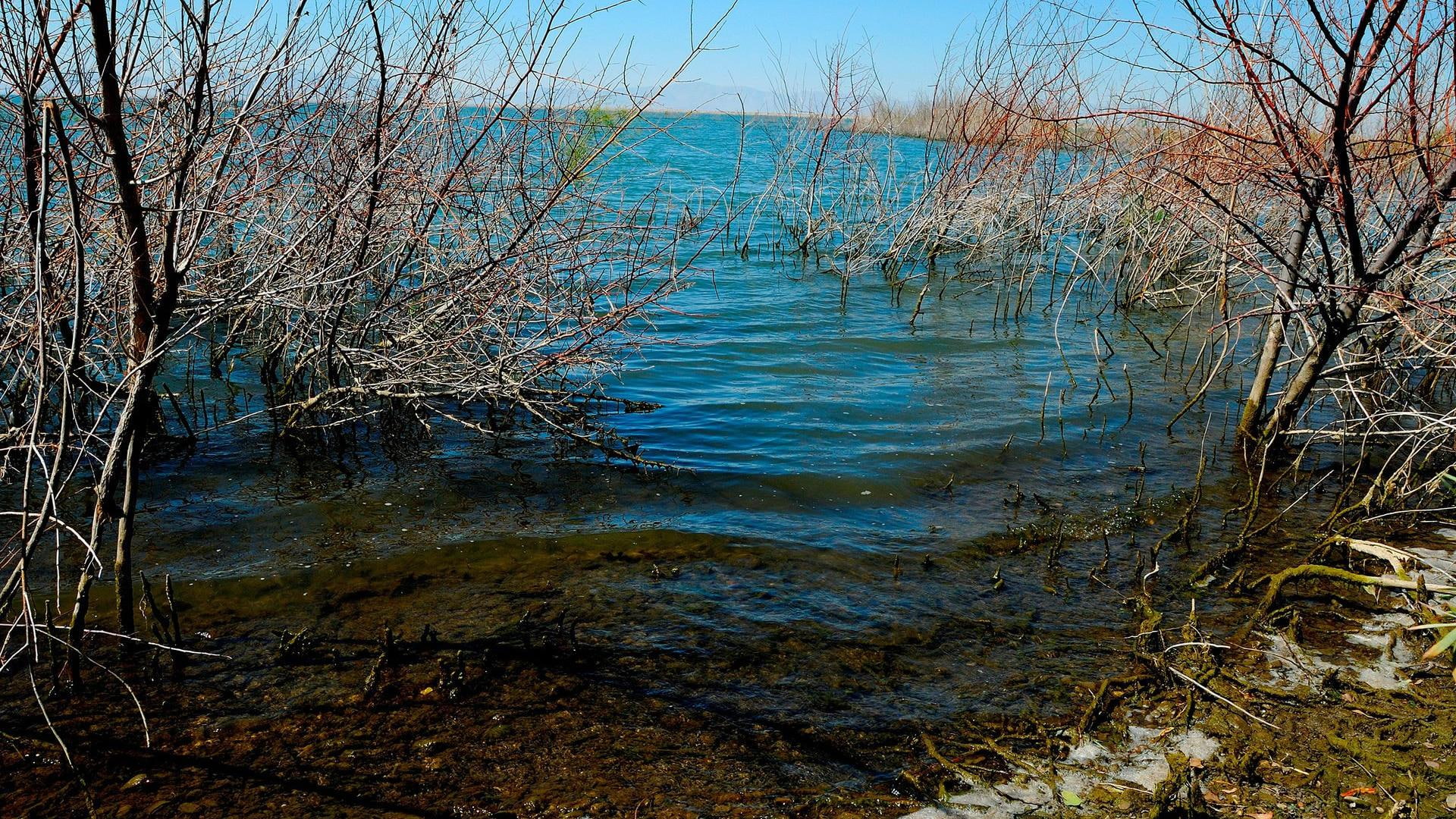 nature, reedsn, nature and landscapes, reeds, 1080P, lakeshore, shore, lakes, HD Wallpaper