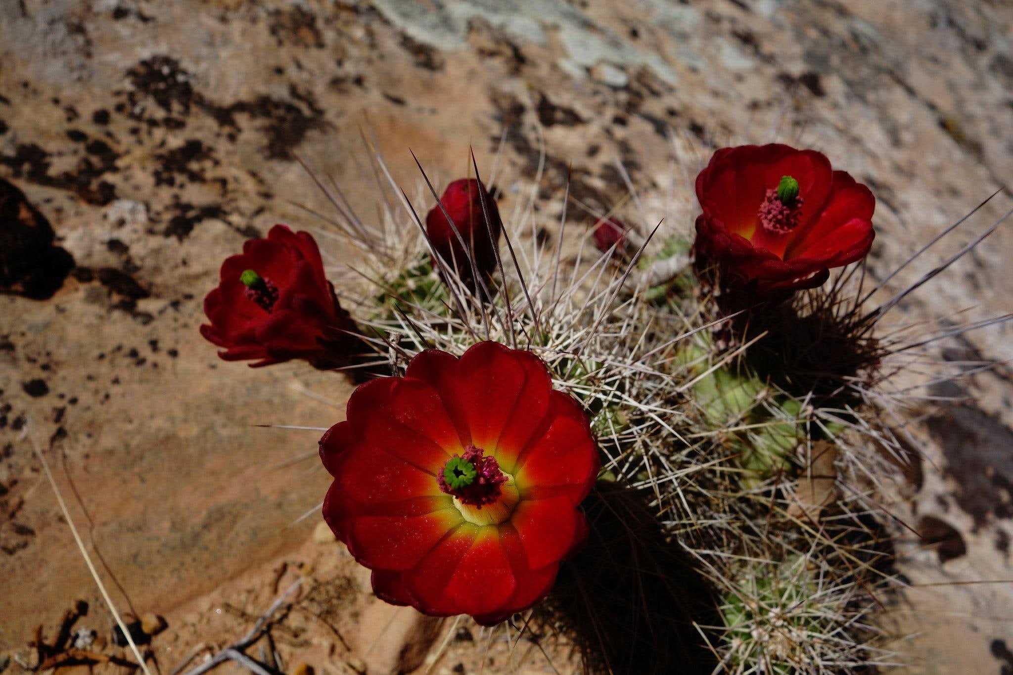 mobile, 1080P, nature, desertss, deserts, landscapes, HD Wallpaper