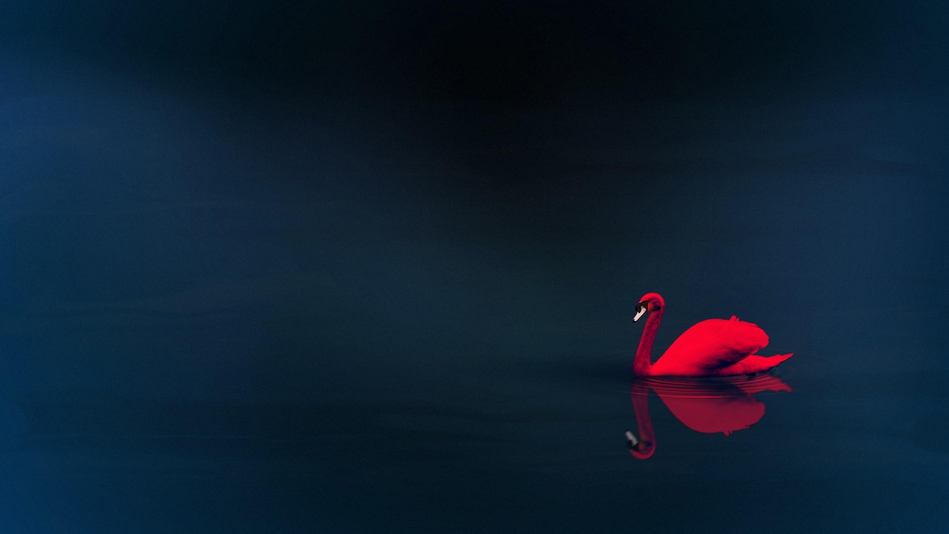 4K, animals, swan, HD Wallpaper