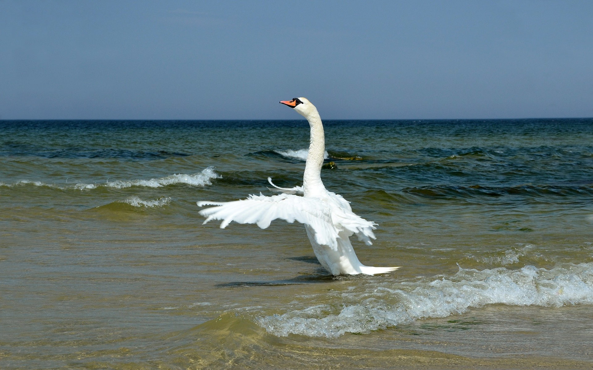 birds, 1080P, sea, animals, swan, HD Wallpaper