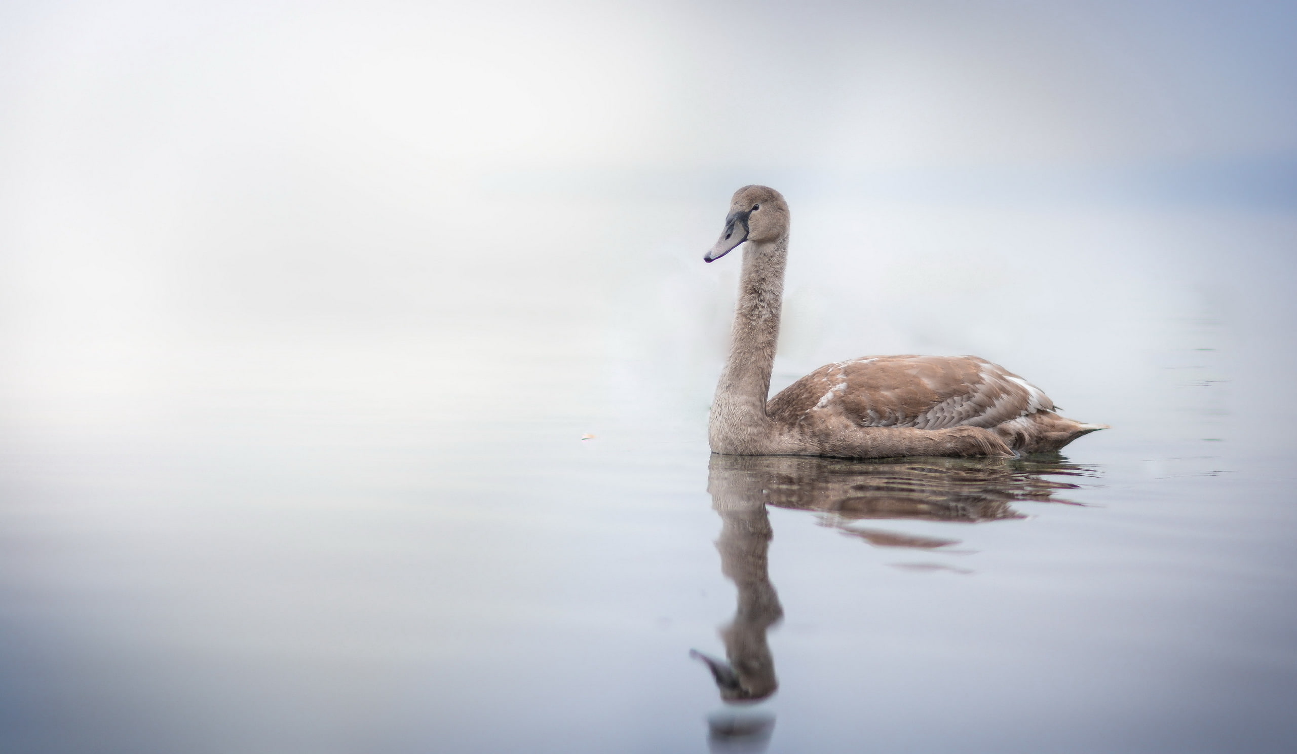 birds, young animal, animal neck, water bird, nature, swimming, animals, animal family, animal wildlife, no people, reflection, animals in the wild, 2K, HD Wallpaper