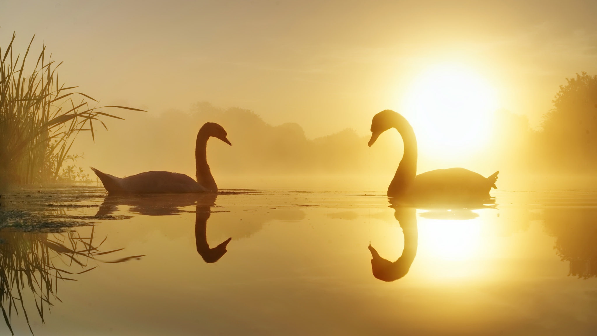 1080P, sunlight, animals, beauty in nature, animal, lake, no people, water, vertebrate, nature, swan, animals in the wild, sky, reflection, scenics - nature, HD Wallpaper
