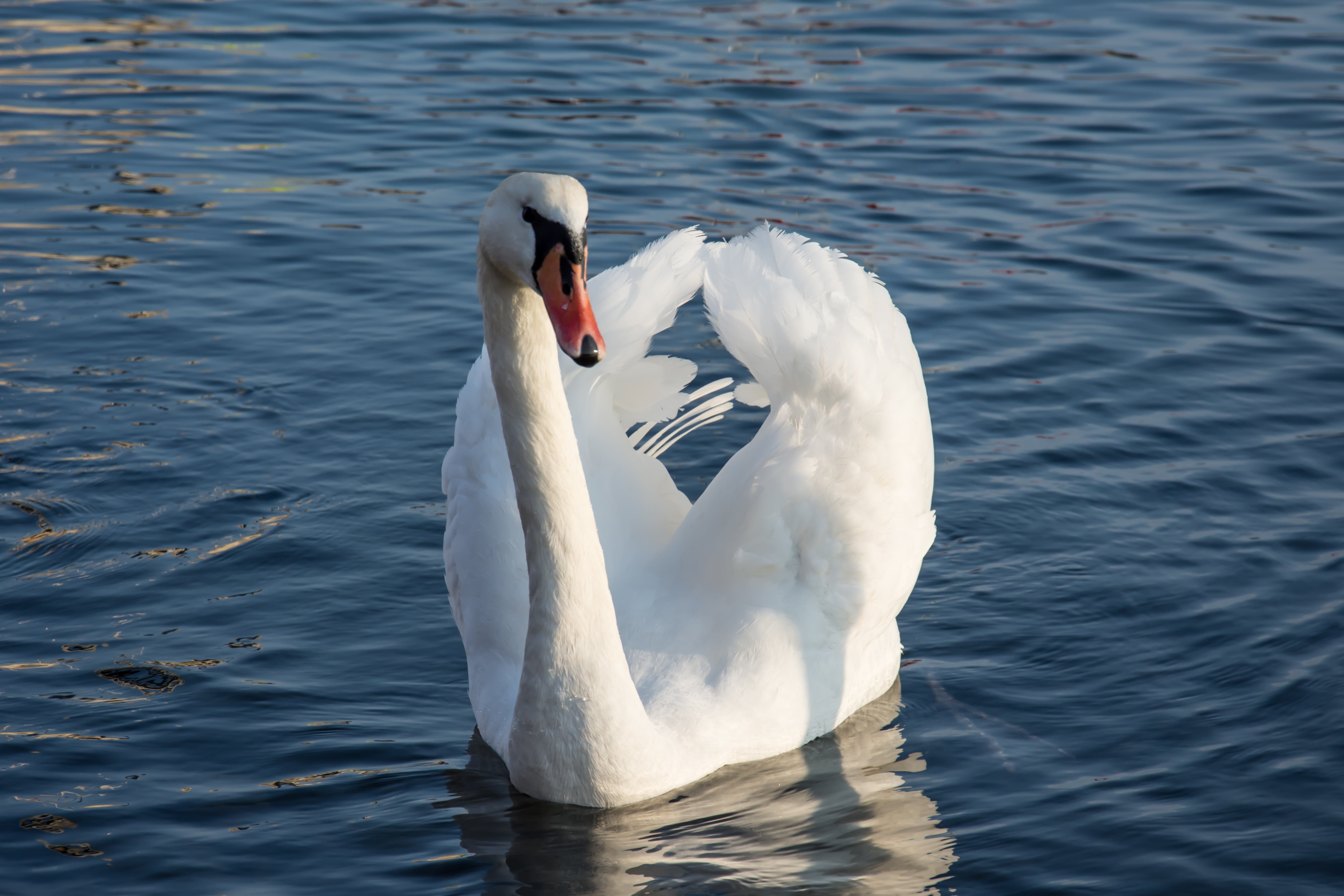 animal wildlife, mute swan, waterfront, vertebrate, outdoors, animal themes, water bird, white color, nature, scenic, wildlife, zoology, landscape, white, HD Wallpaper