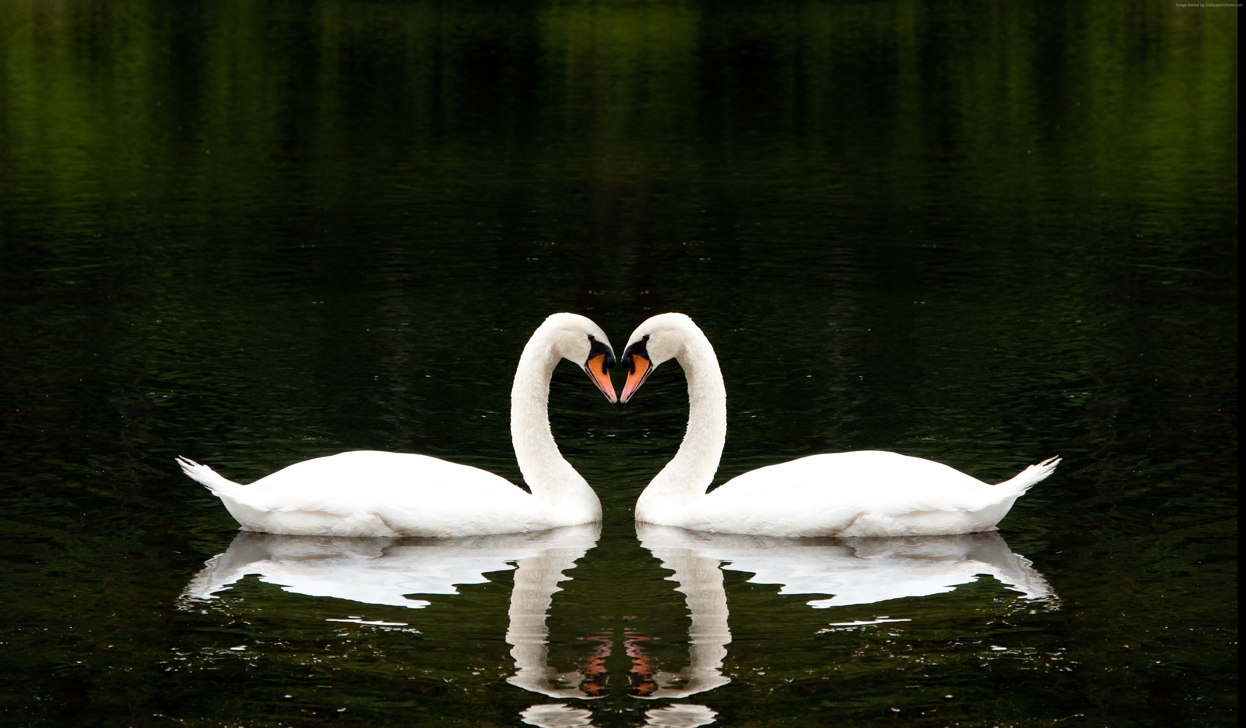 couple, cute animals, 4K, Swan, love, lake, HD Wallpaper
