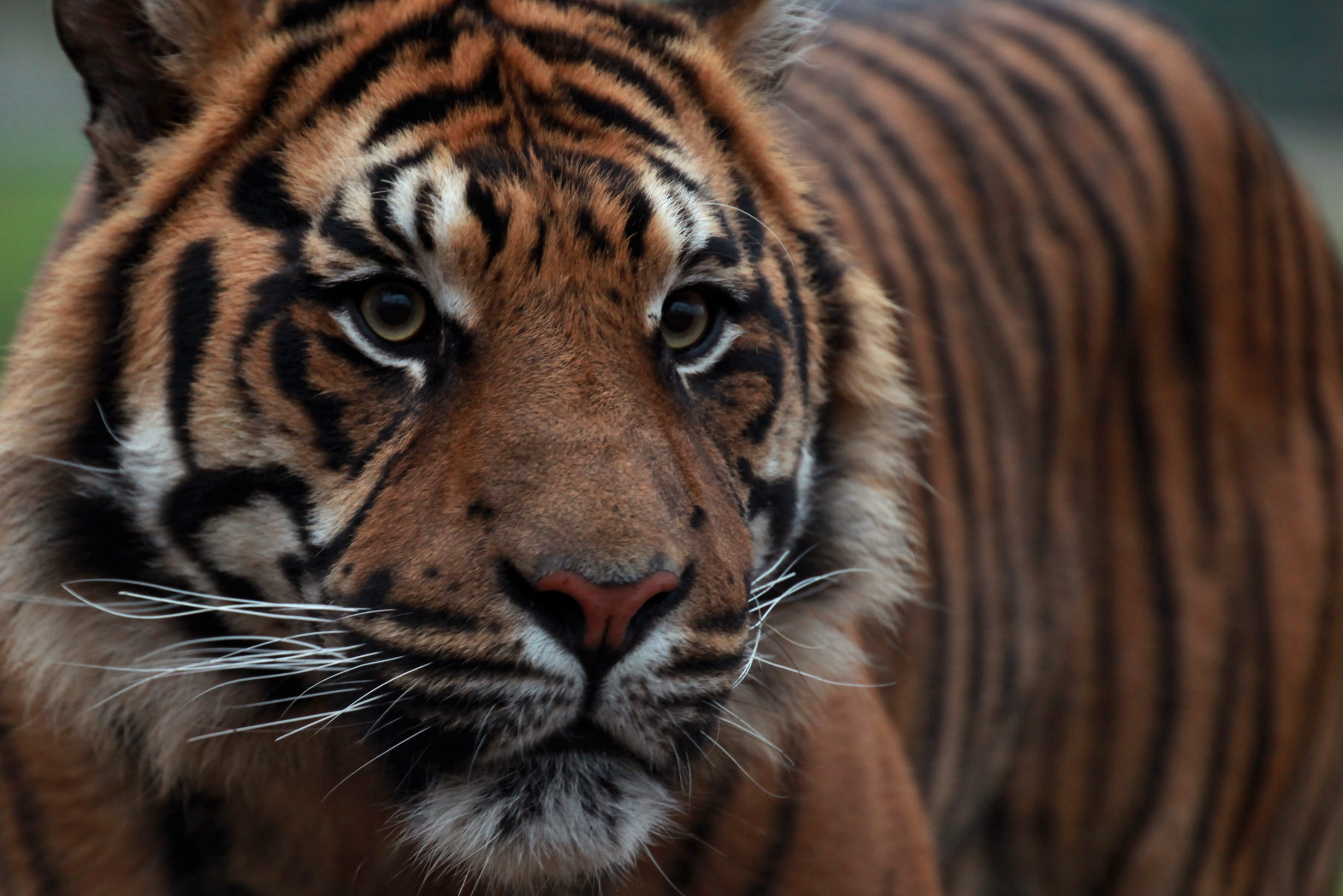 Sumatran, face, look, tiger, 1080P, HD Wallpaper