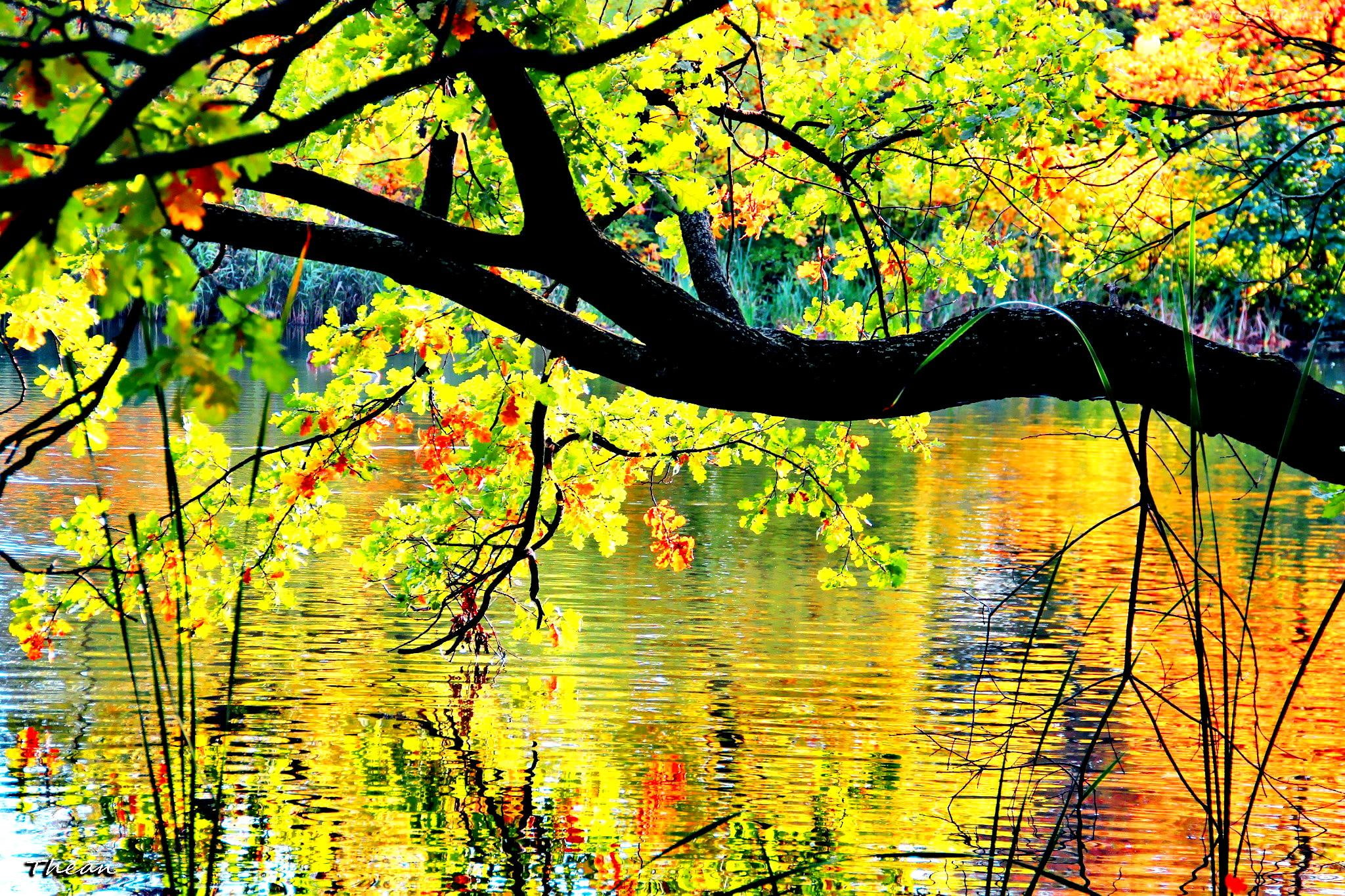 colorful, fall, trees, pretty, beautiful, reflection, 1080P, lovely, branches, mirrored, pond, nice, lake, autumn, sunlight, sunny, HD Wallpaper