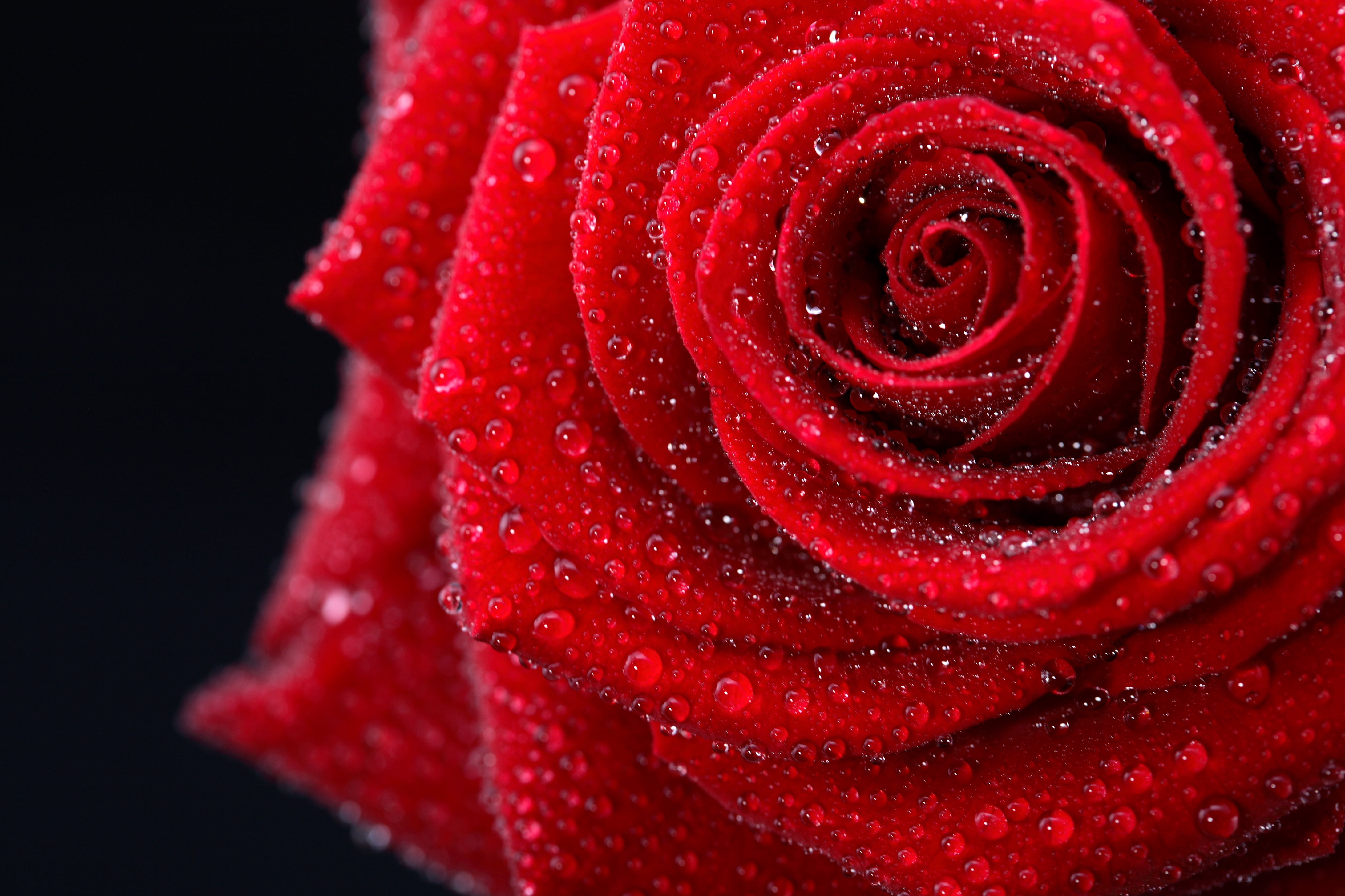 elegantly, romance, fragility, flower Head, black background, drops, growth, water, pretty, rose, 4K, Amazing, single Object, love, drop, colors, gentle, HD Wallpaper