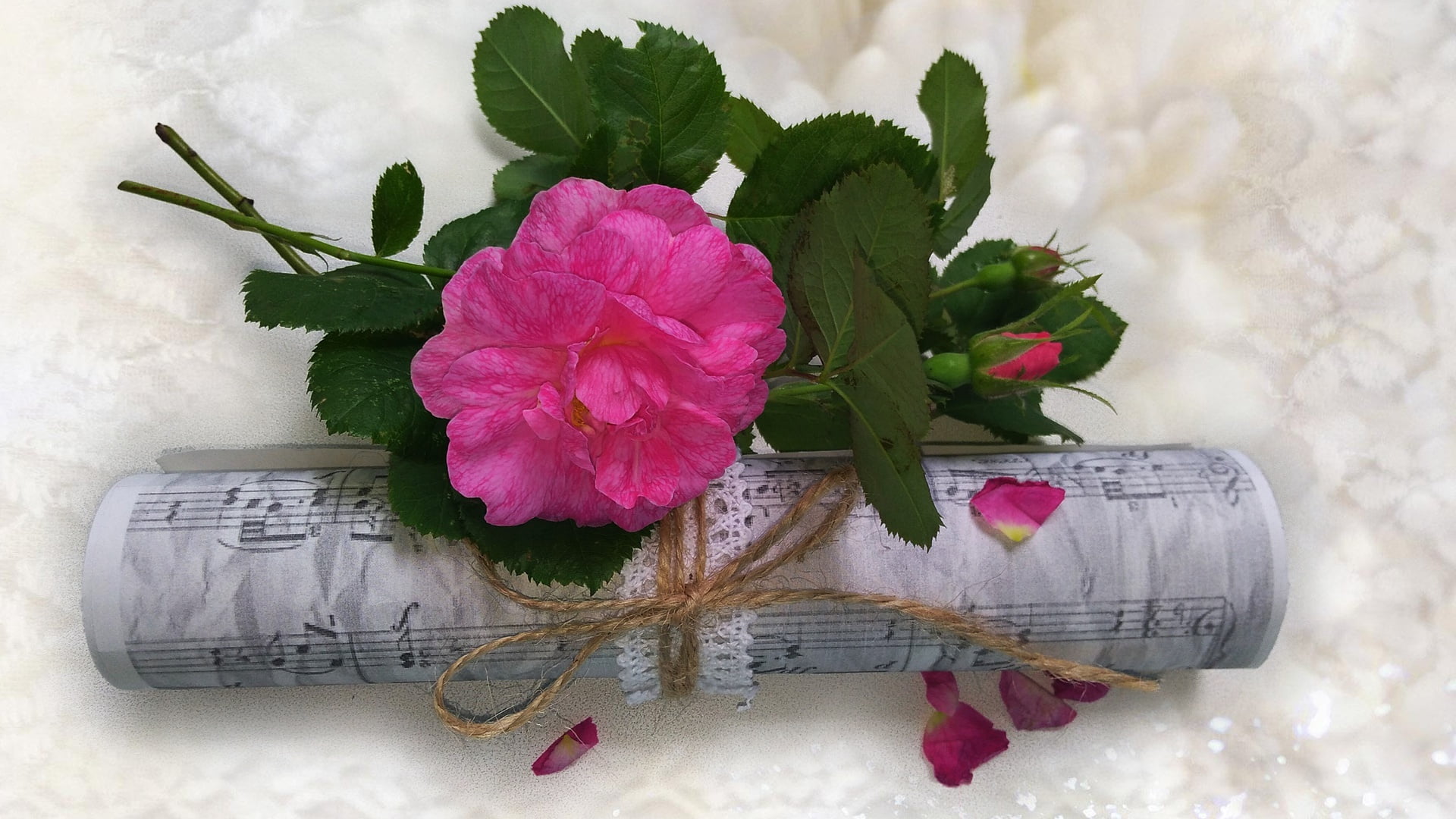 roses, authors photo by Elena Anikina, rose, elegantly, wedding, beauty, bouquets, nature, nice, beautiful, summer, bouquet, delicate, mood, bride, notes, HD Wallpaper