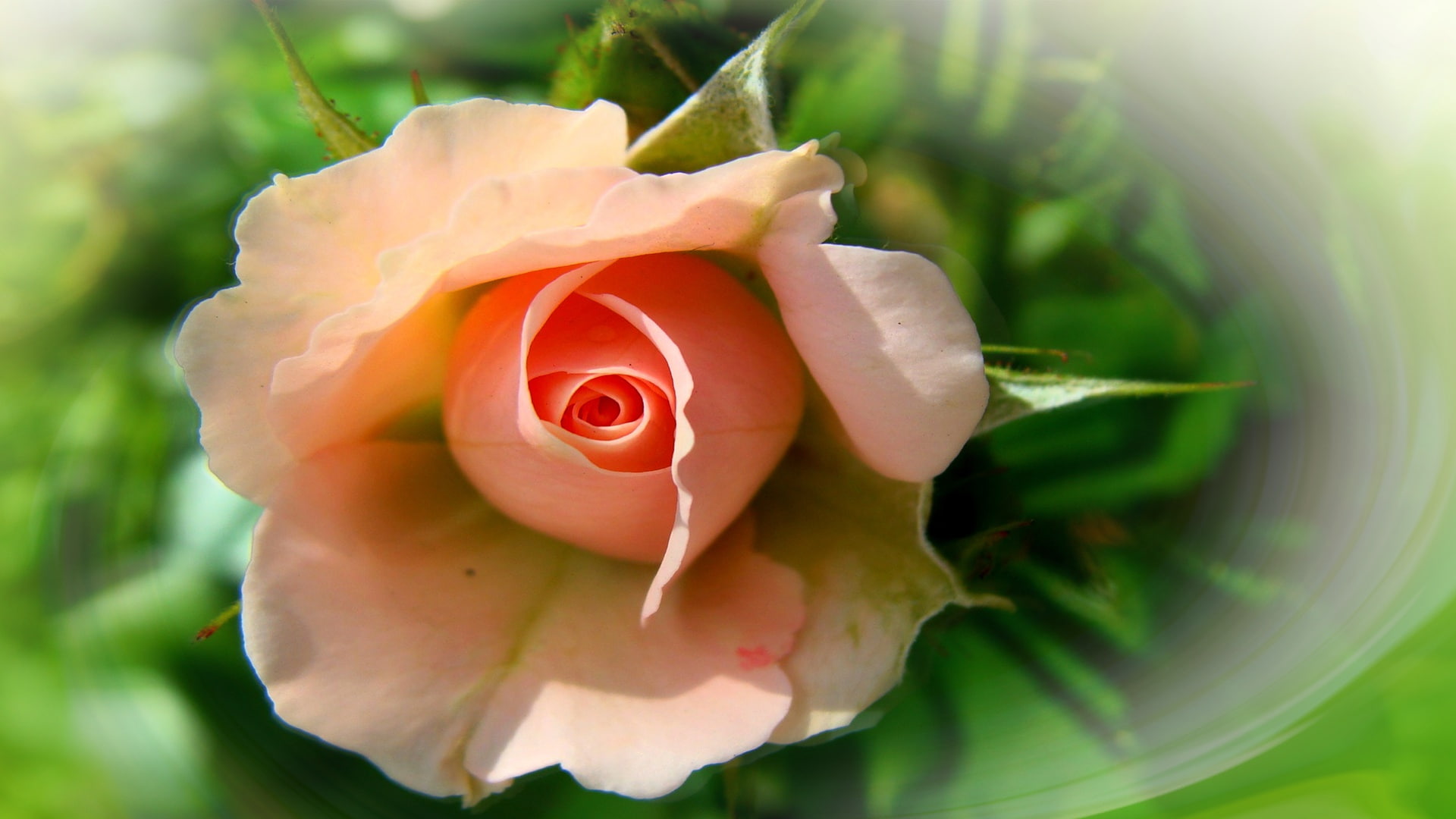 nice, nature, flowers, 1080P, roses, beautiful, wedding, bouquets, flower, rose, cool, beauty, delicate, bride, harmony, authors photo by Elena Anikina, HD Wallpaper