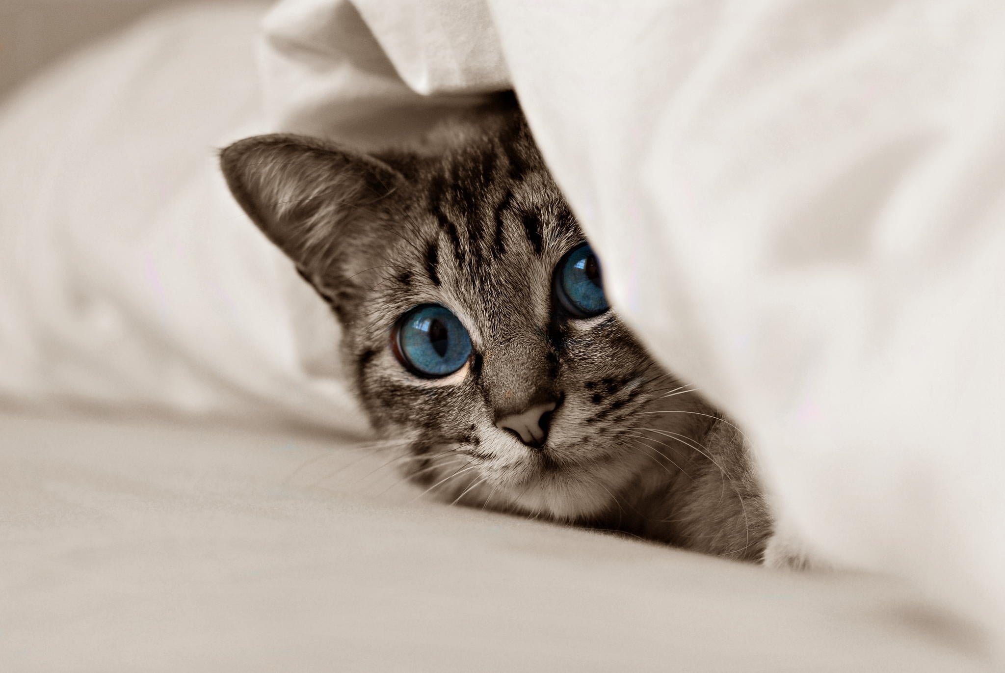cute, beauty, sleeping, face, whisker, relaxation, kitten, black, paw, beautiful, tabby, eye, portrait, animals And Pets, purebred Cat, close-up, furniture, HD Wallpaper