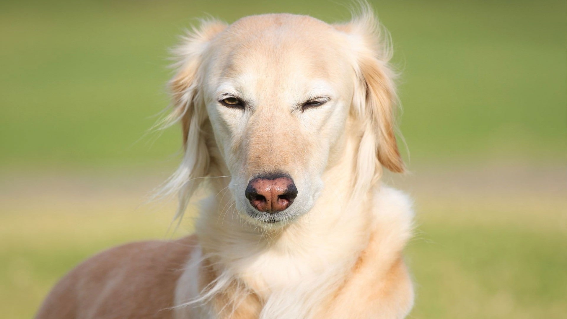face, animal head, vertebrate, animal, pets, focus on foreground, hair, day, animals, close-up, domestic, golden retriever, canine, animal themes, 1080P, HD Wallpaper