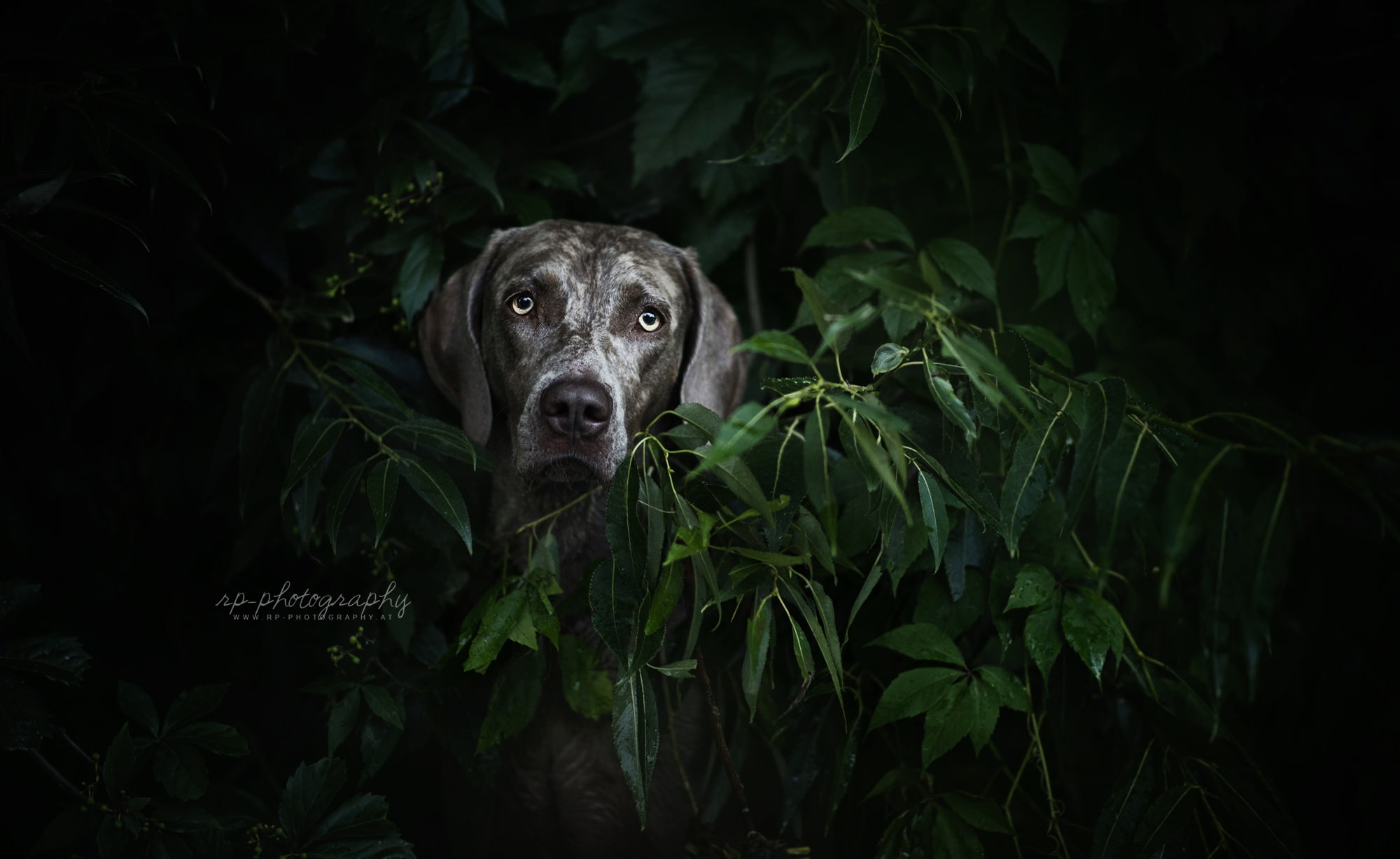 plant, face, one animal, 1080P, vertebrate, animals, dog, plant part, purebred dog, plants, looking at camera, animal themes, leaf, animal, portrait, domestic animals, HD Wallpaper