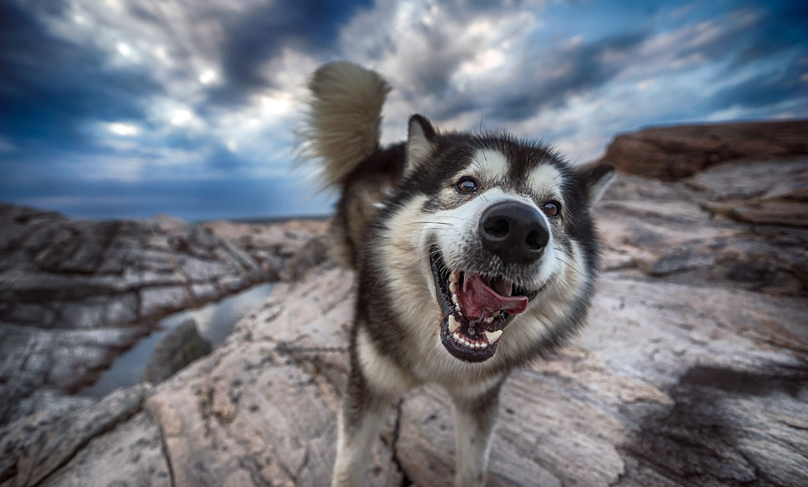focus on foreground, canine, mouth open, domestic animals, pets, animal, no people, animal head, nature, cloud - sky, animal mouth, 2K, animals, face, HD Wallpaper
