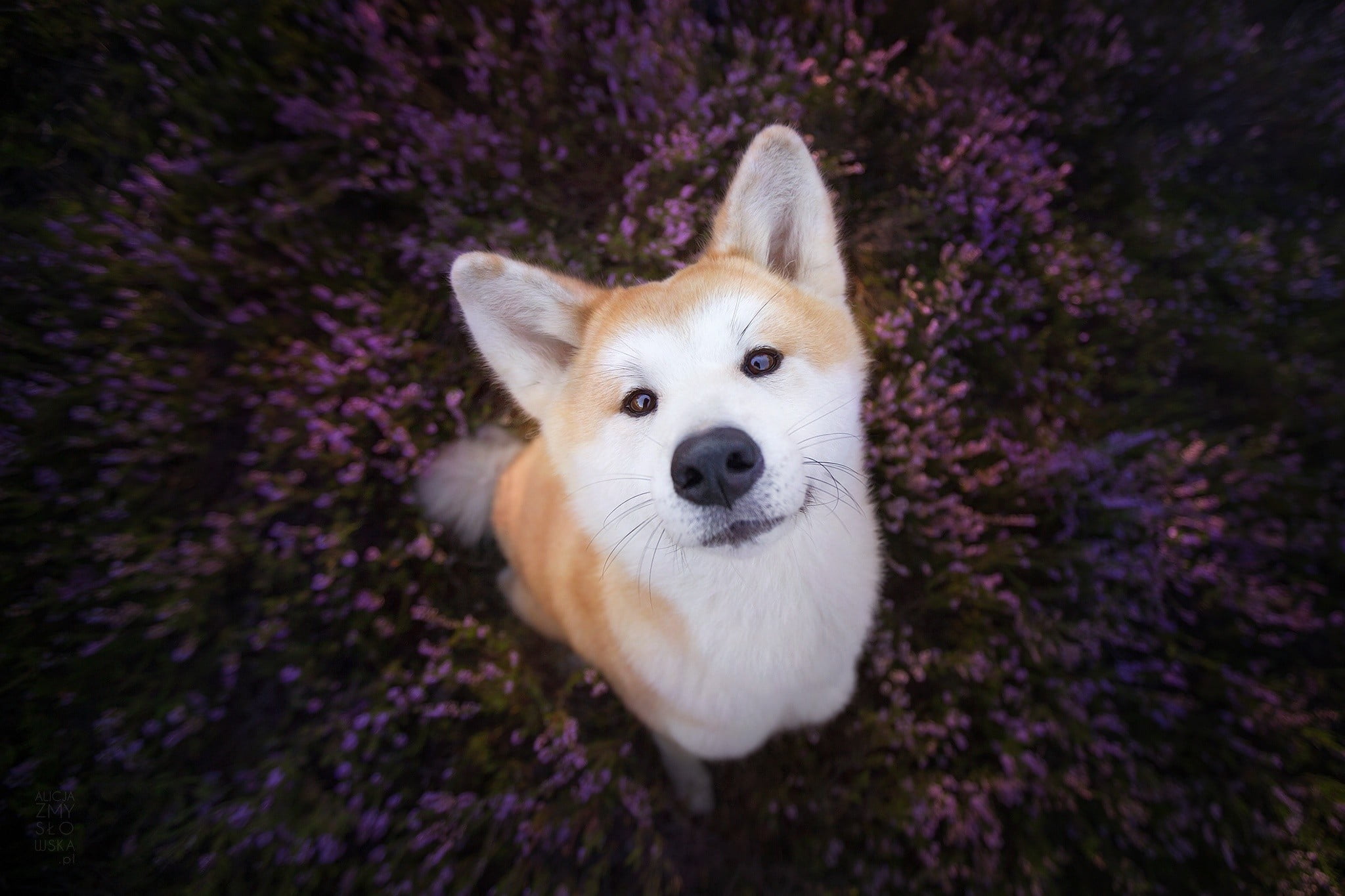 purple flowers, dog, plants, purebred dog, mammal, flowers, face, domestic, one animal, domestic animals, small, looking at camera, portrait, animals, animal body part, HD Wallpaper