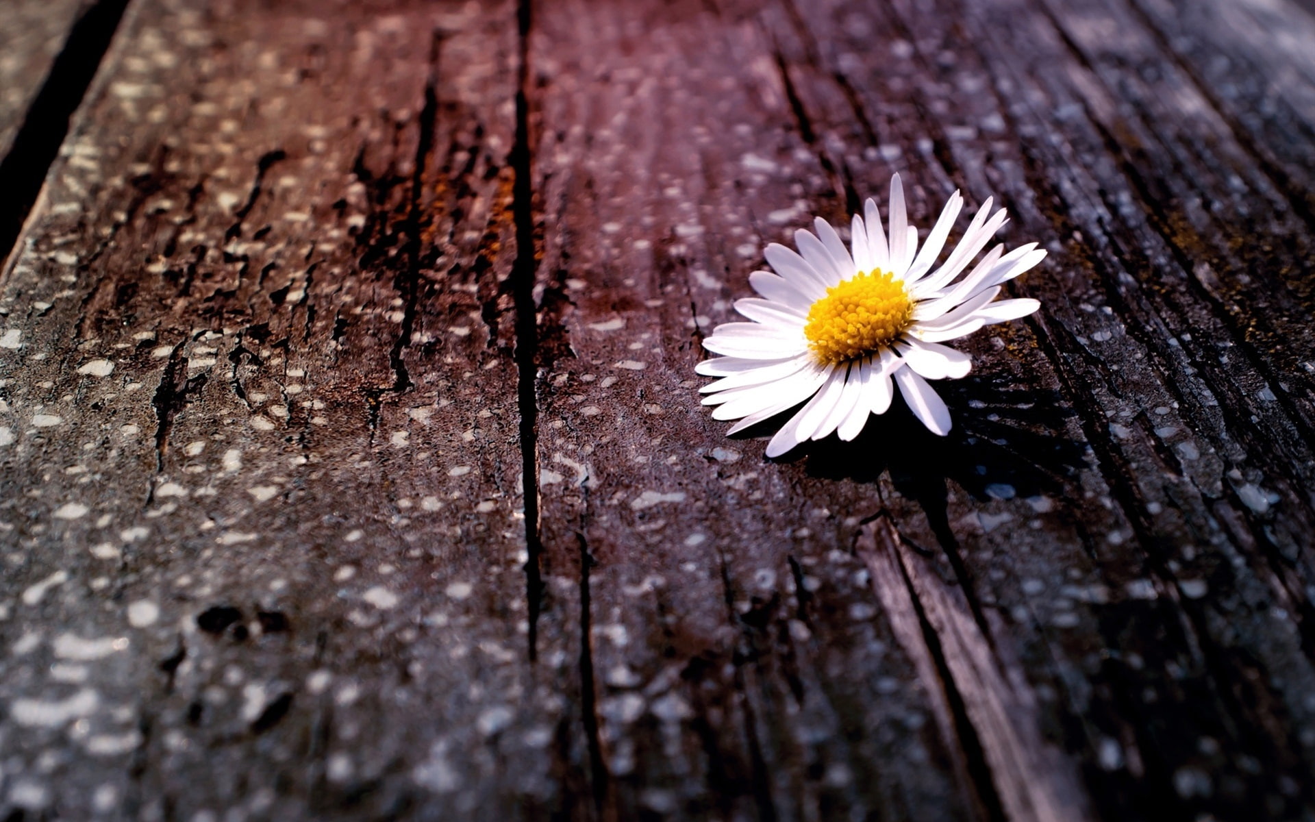1080P, White, daisy, Flower, Wood, Chamomile, Board, HD Wallpaper