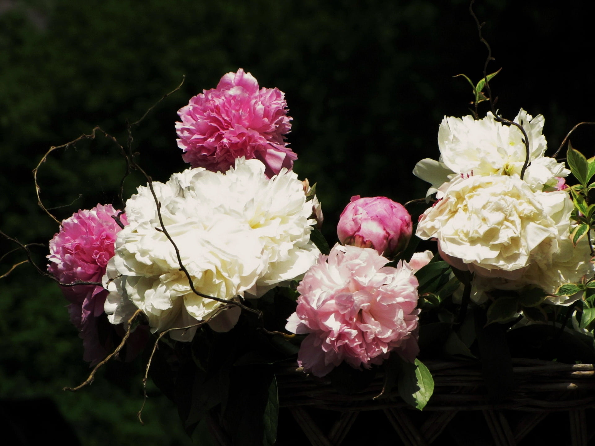 summer, flower arrangement, season, beauty In Nature, shopping, springtime, focus on foreground, botany, flowering plant, peonies, love, pink, red, macro, HD Wallpaper