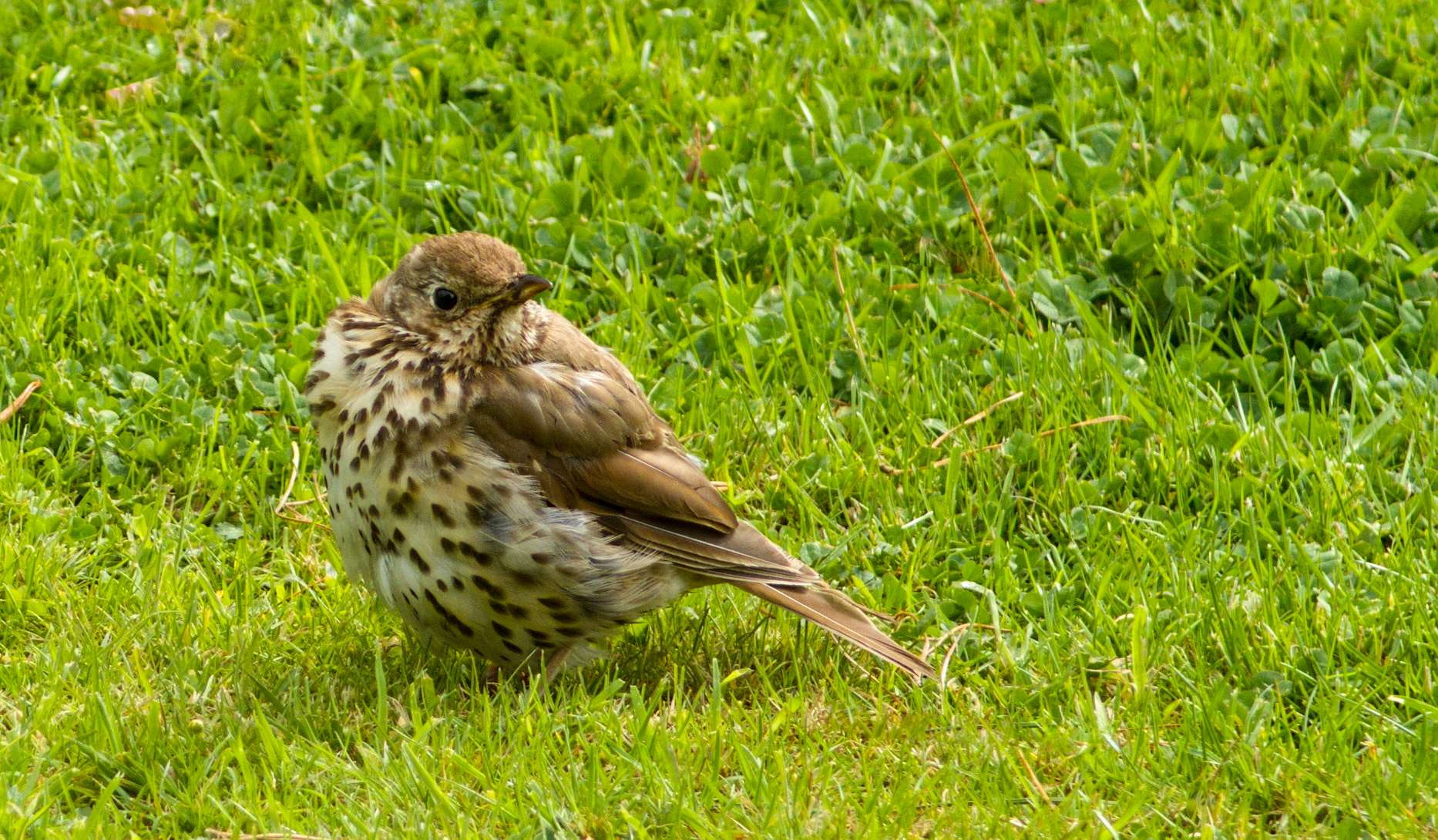new zealand, bird, bird of prey, perching, grass, focus on foreground, one animal, field, no people, green color, nature, lanarch castle grounds, little bird, HD Wallpaper