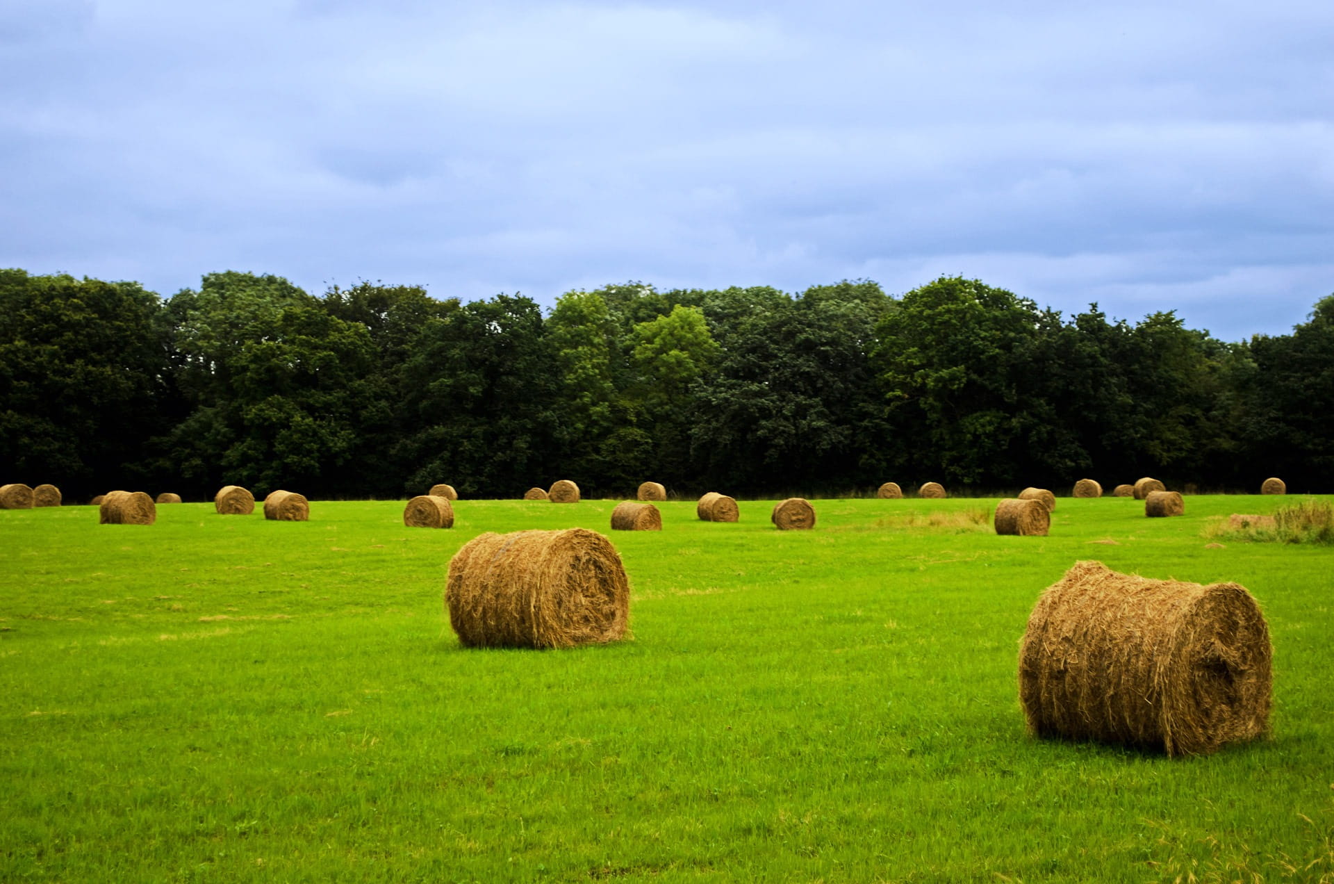 tree, nature, golden, sky, hay bale, no people, natural, countryside, harvest, grain, dry, horizon, landscape, crop, harvesting, green color, brown, hays, HD Wallpaper