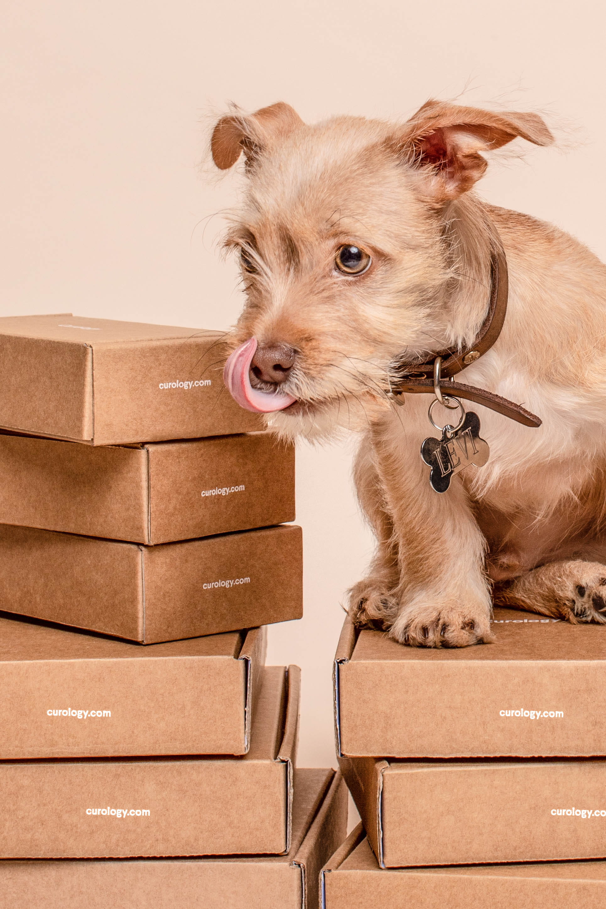 box - container, pets, curology, accessories, cardboard box, canine, pet, dog, no people, cardboard, 2K, accessory, boxes, portrait, animal, brown, box, Phone HD Wallpaper