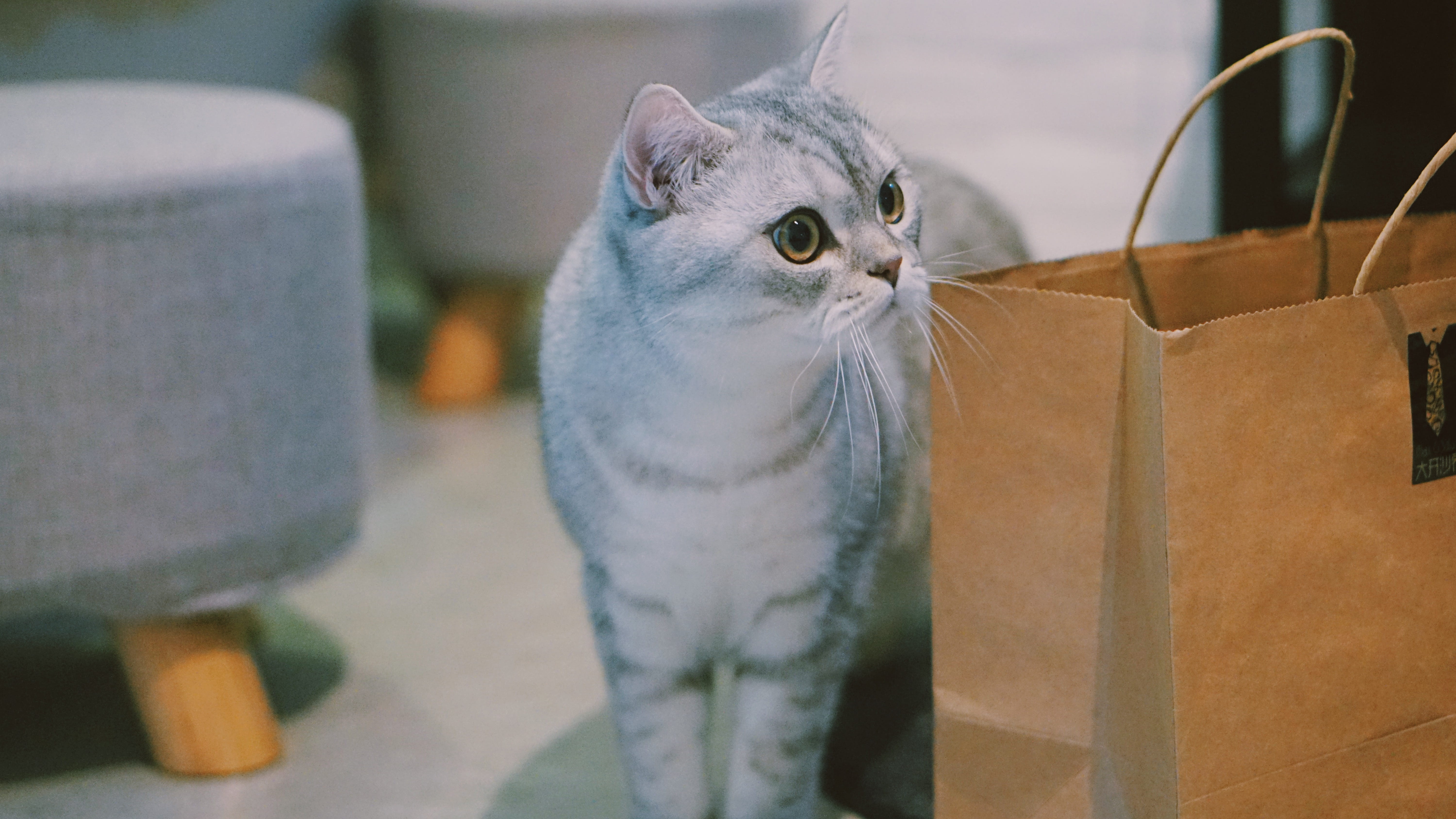 cat, soda, no people, one animal, russian, animal, blue, close-up, portrait, indoors, cardboard, whisker, domestic animals, focus on foreground, pets, domestic cat, HD Wallpaper