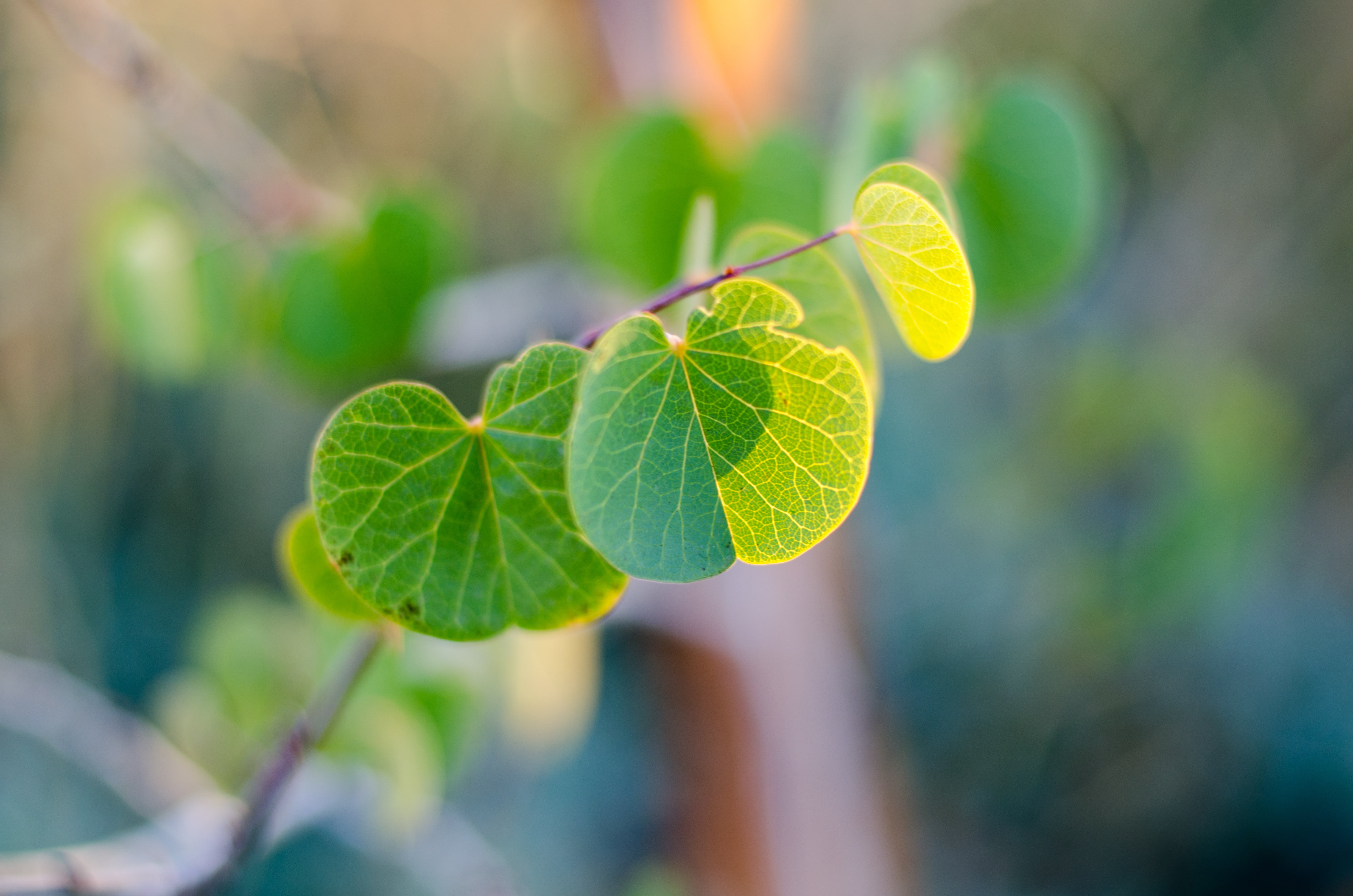 green Color, Nikon d7000, leaf, freshness, photo, close-up, 4K, tree, growth, green, plant, Things, nature, Small, green leaf, summer, HD Wallpaper