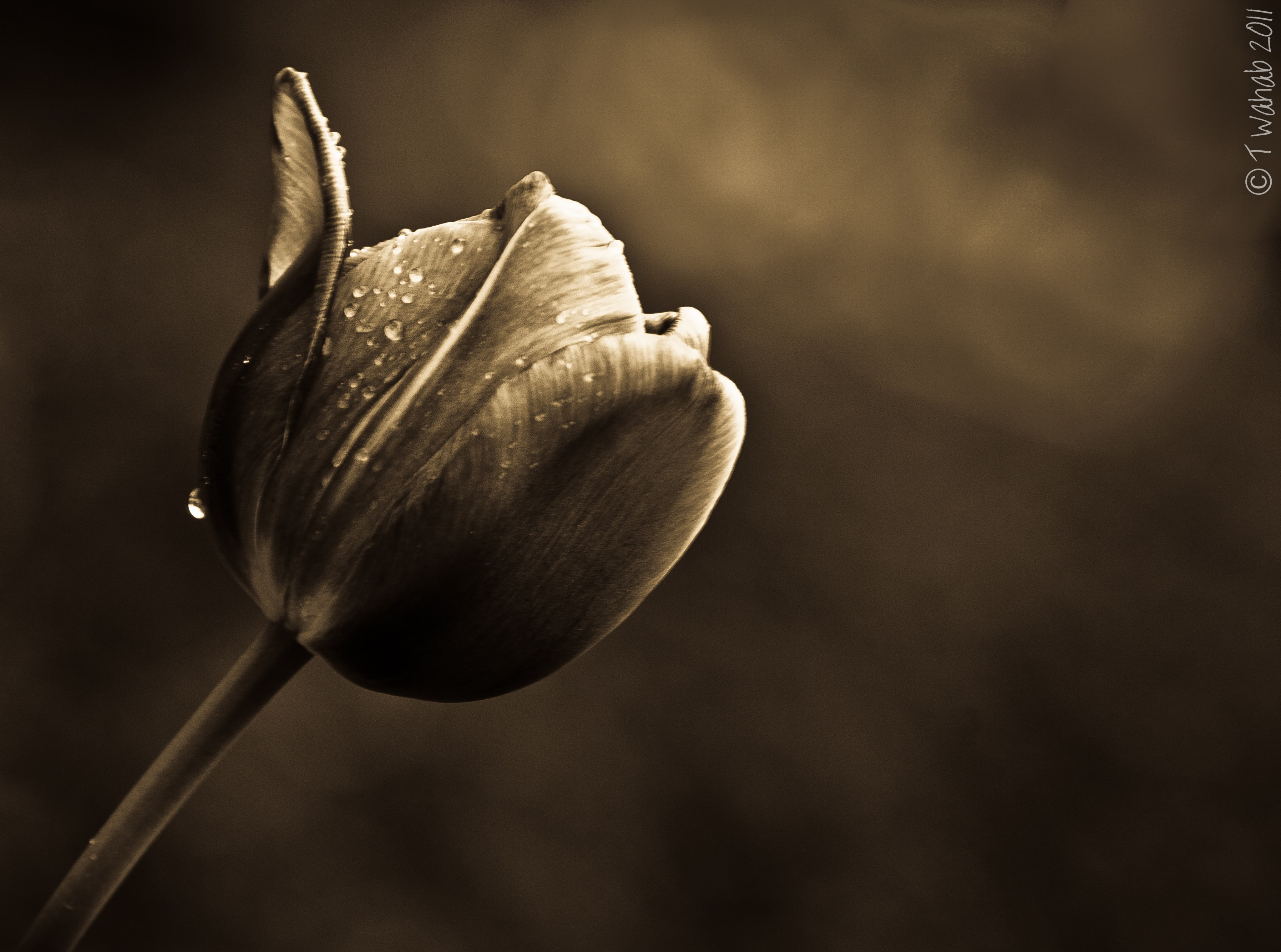 inflorescence, growth, d7000, no people, vulnerability, selective focus, nature, nikon, good, photography, fragility, sepal, petal, beauty in nature, plant stem, HD Wallpaper