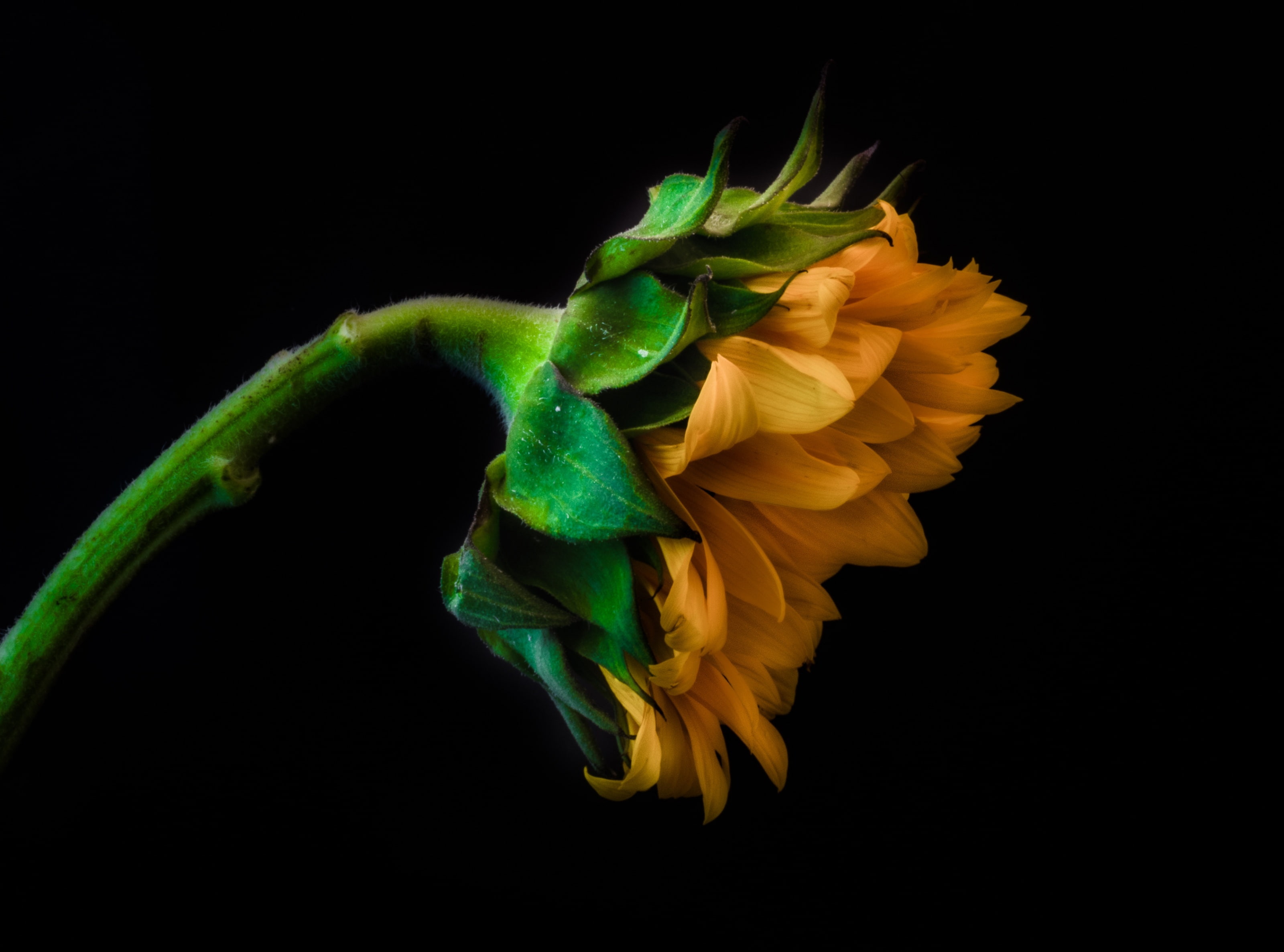 flowering plant, 2K, motion, Dark, flower head, Green, no people, vulnerability, studio shot, Black, beauty in nature, nikon, Flower, close-up, Yellow, HD Wallpaper