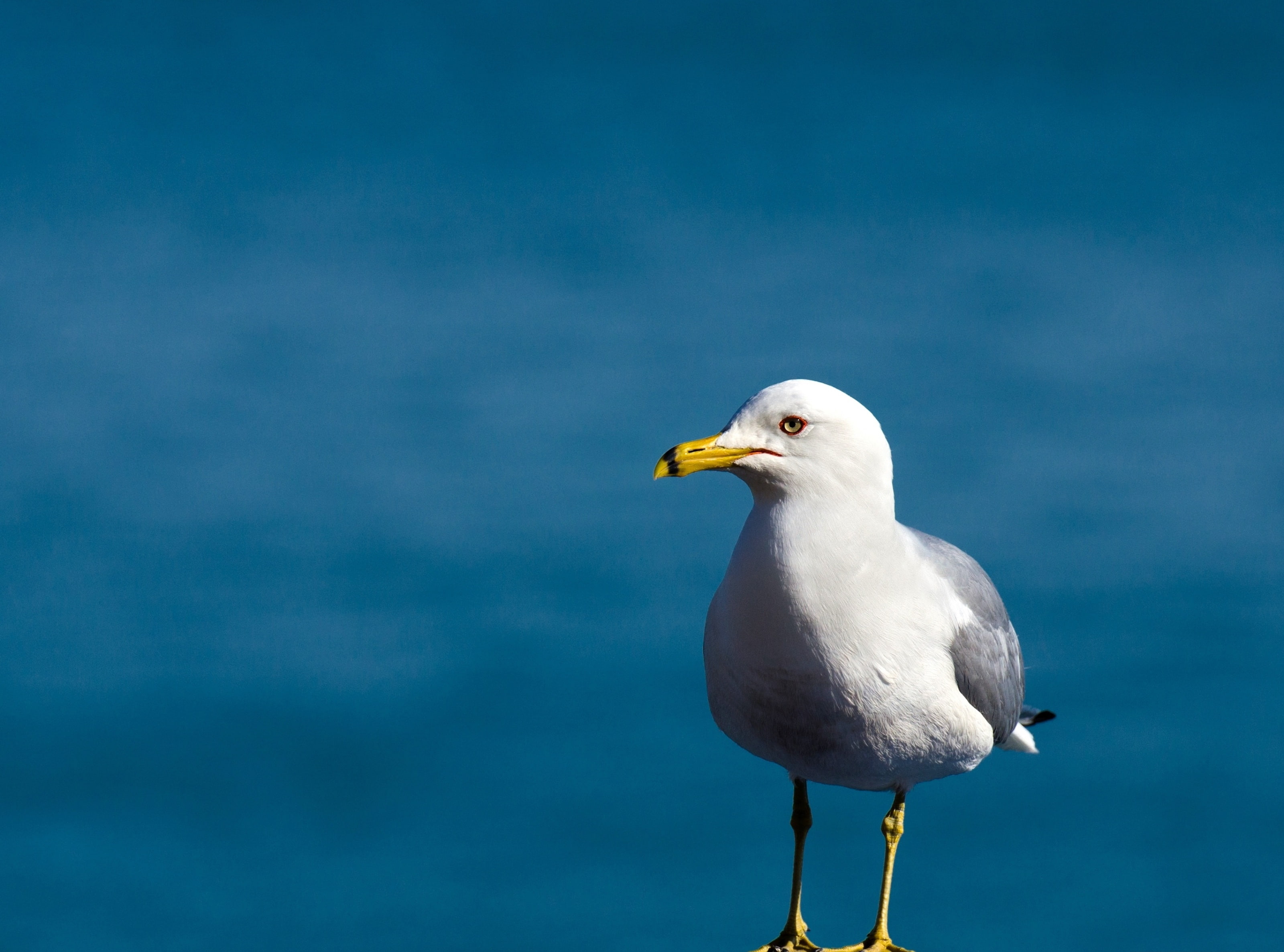 Chicago, close-up, vertebrate, focus on foreground, Planet, blue, beak, explored, animal wildlife, d7000, lakemichigan, Animal, animals in the wild, Michigan, HD Wallpaper