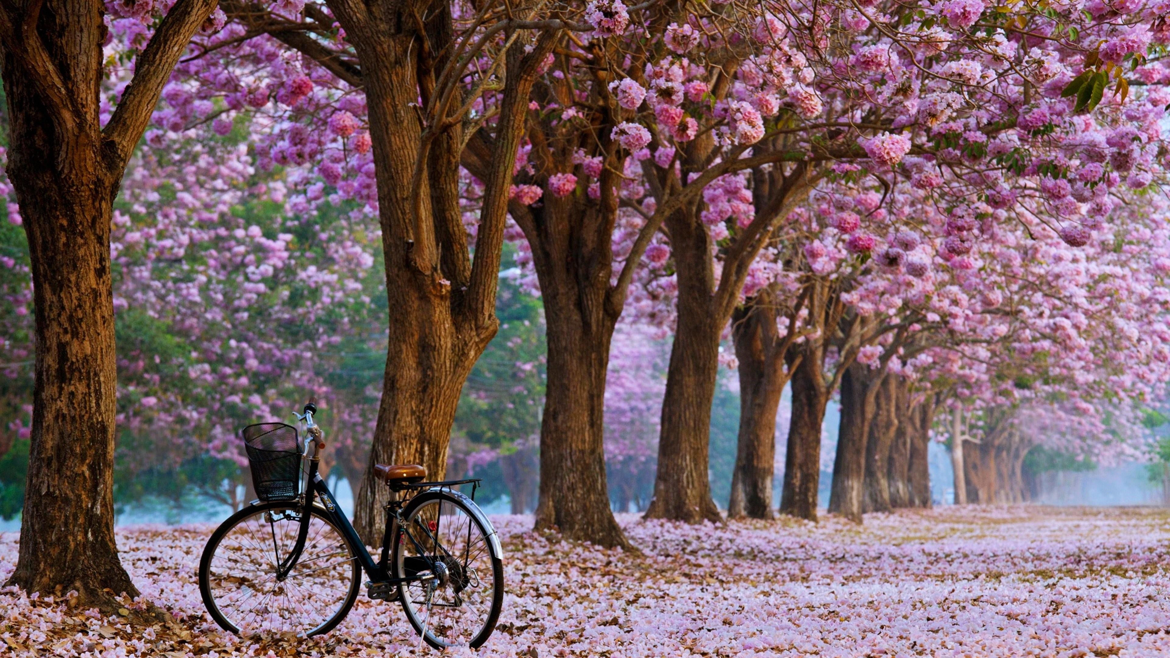 spring, 4K, blooming, life, trees, HD Wallpaper