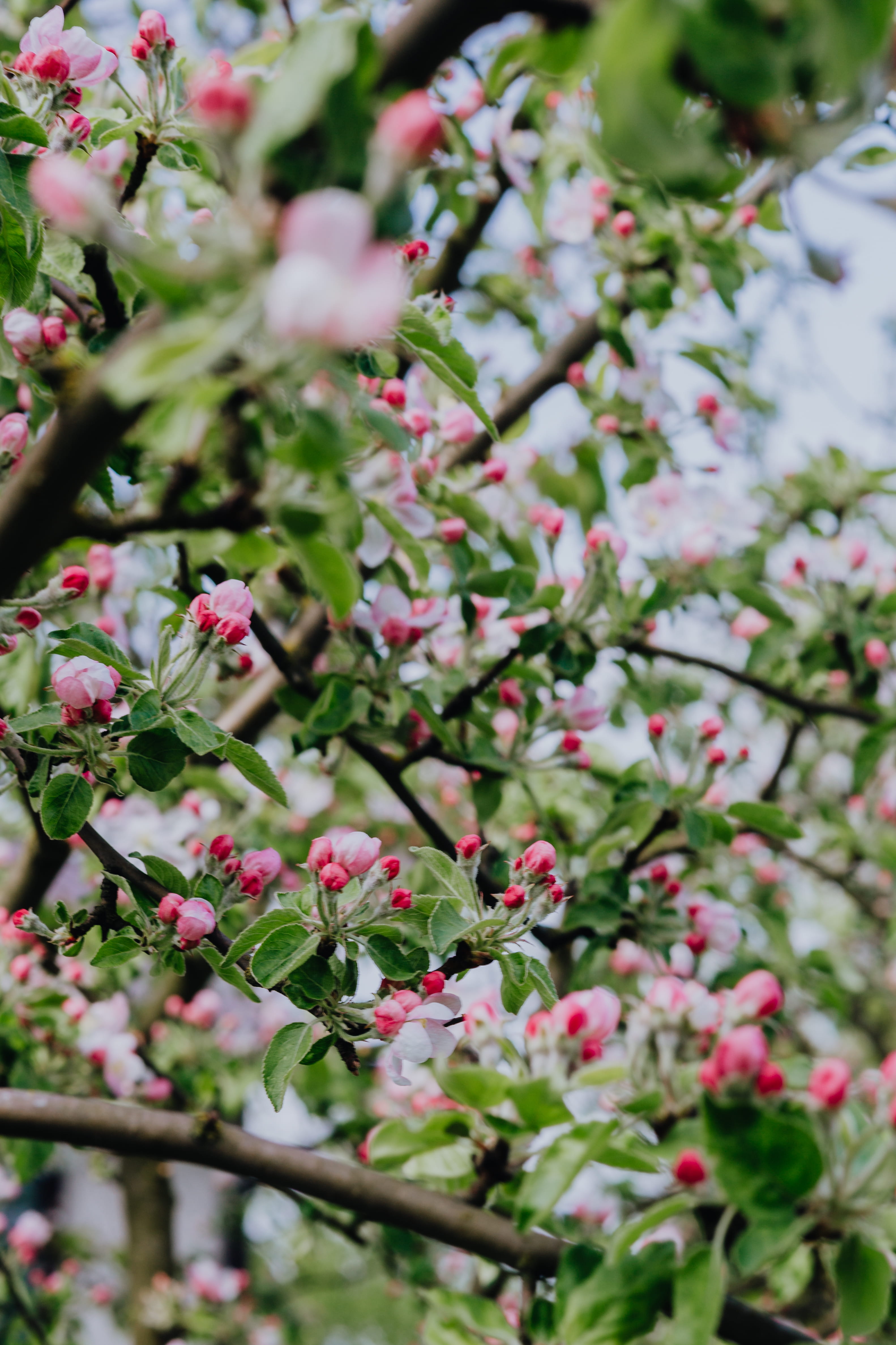 colorful, tree, flower head, lilac, plant, pink color, pink, close-up, nature, outdoors, blooming, spring, springtime, botany, flower, freshness, Apple, Phone HD Wallpaper