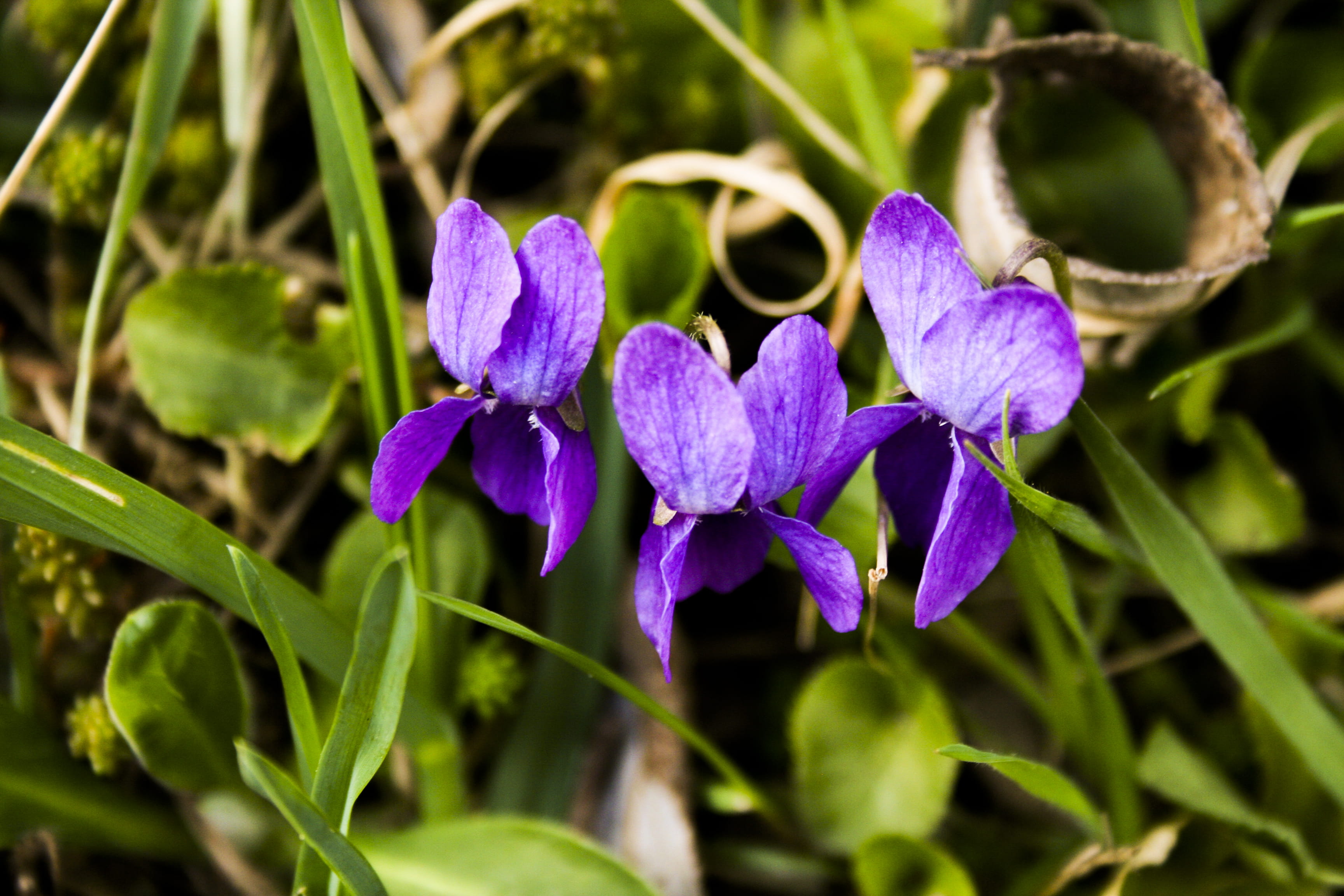 growth, flower, freshness, natura, nature, leaf, purple, flower head, flowers, poland, petal, fragility, plant part, kwiaty, beauty in nature, klodzko, HD Wallpaper