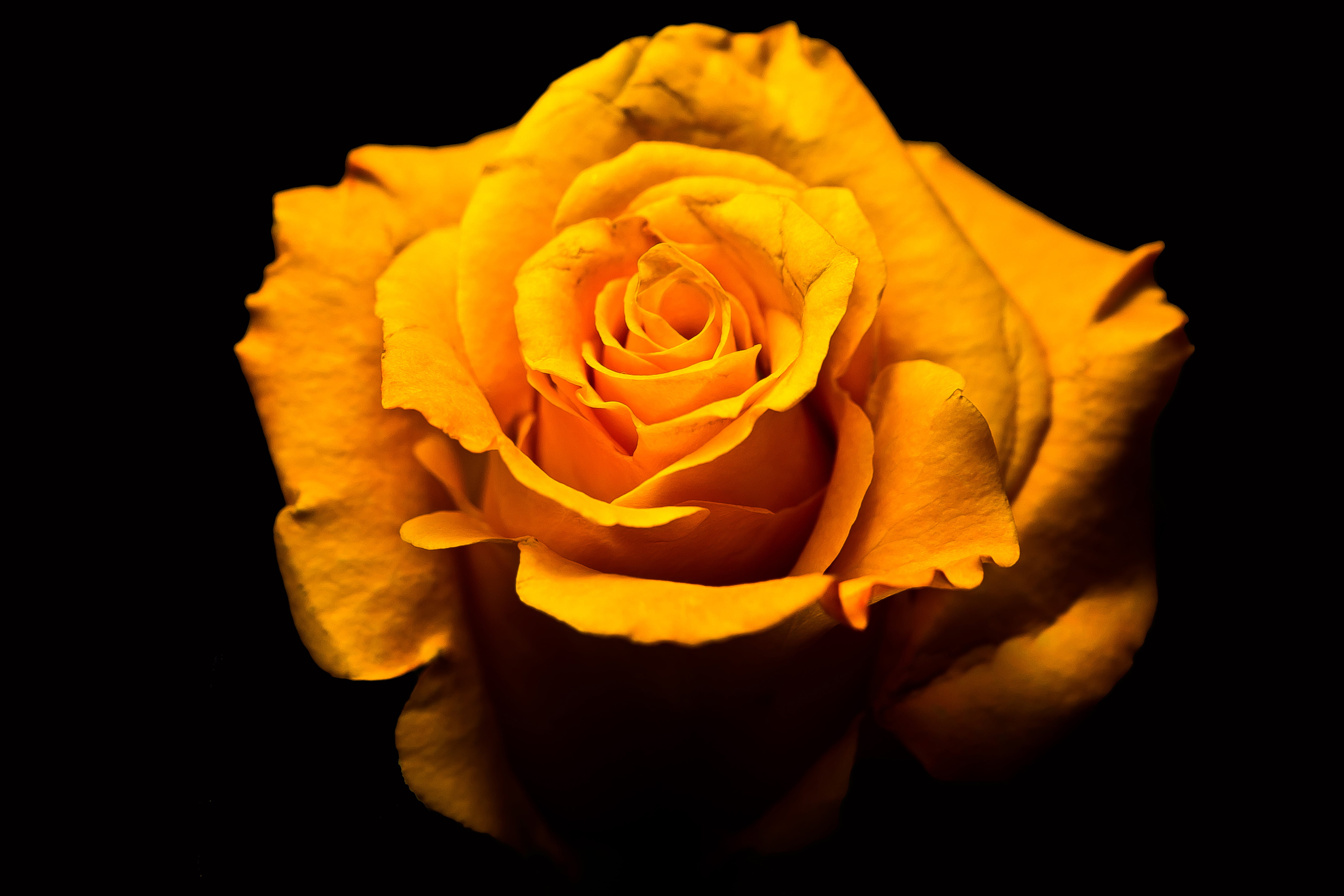 flower, beauty In Nature, single Flower, 4K, nature, plant, Naranja, Orange, close-up, petal, photography, imagen, foto, fotografia, image, rose, petals, HD Wallpaper