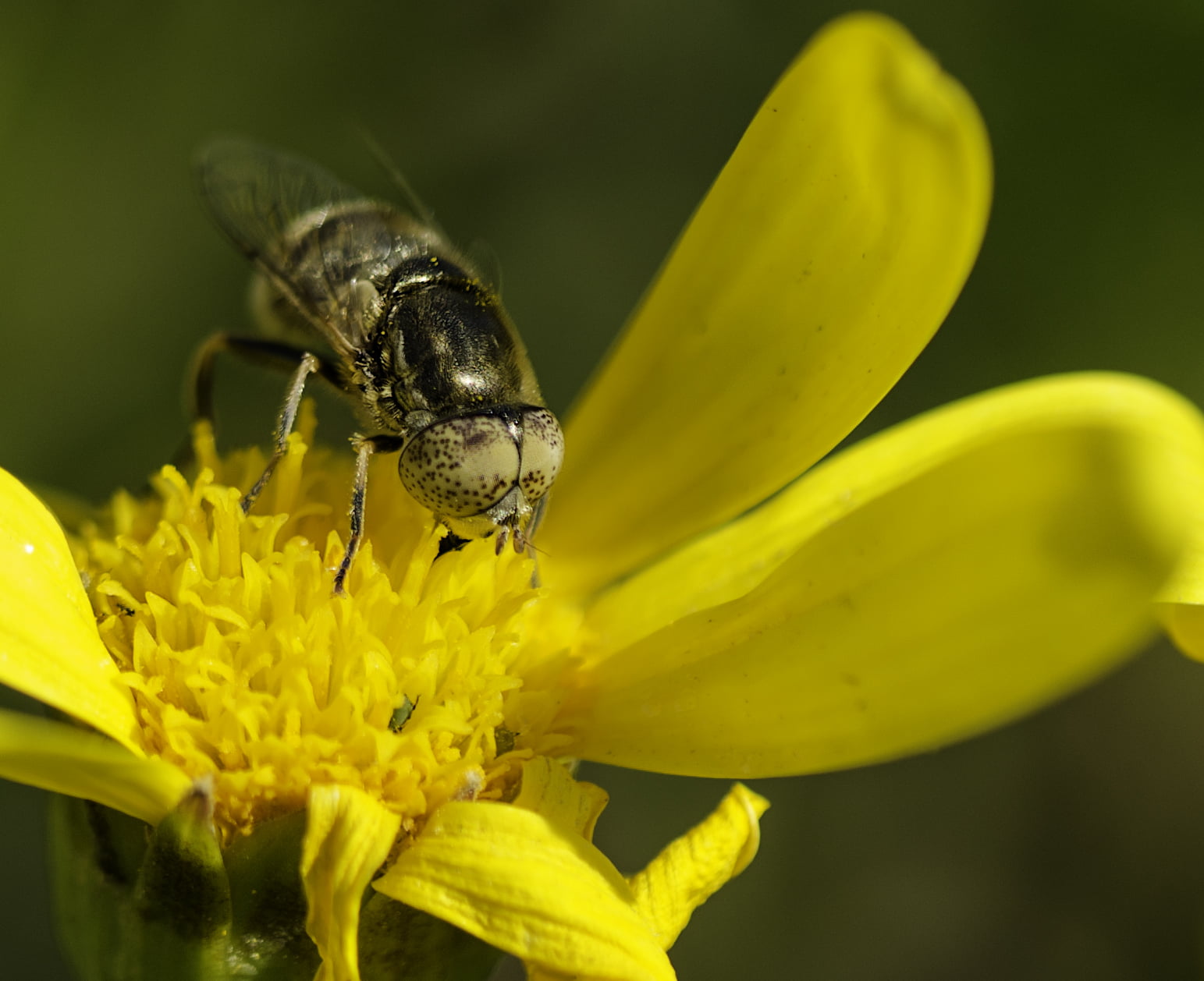 Mosca, fauna, flower, las, close-up, insects, animal, las Flores, summer, bumblebee, fotografia, macro, pollen, 720P, fly, flores, plant, nature, flickr, HD Wallpaper